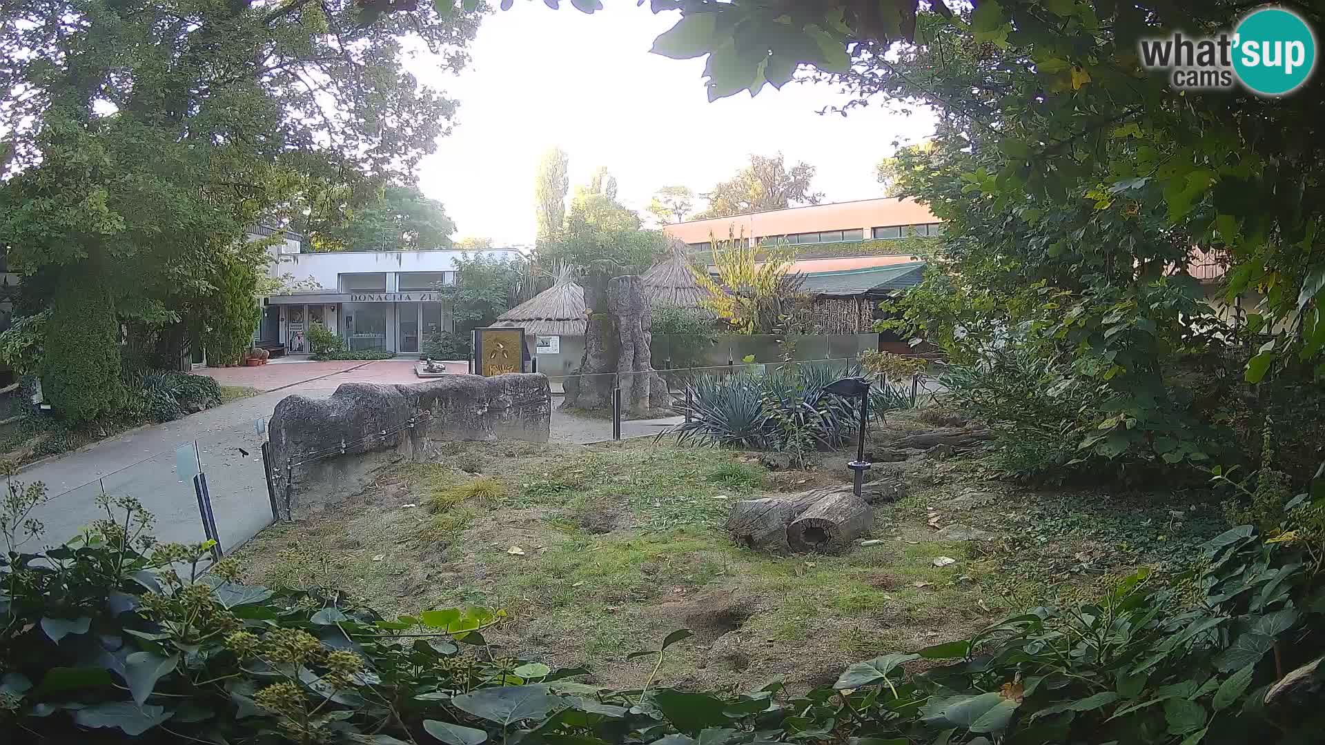 Zoo Zagreb – Suricata