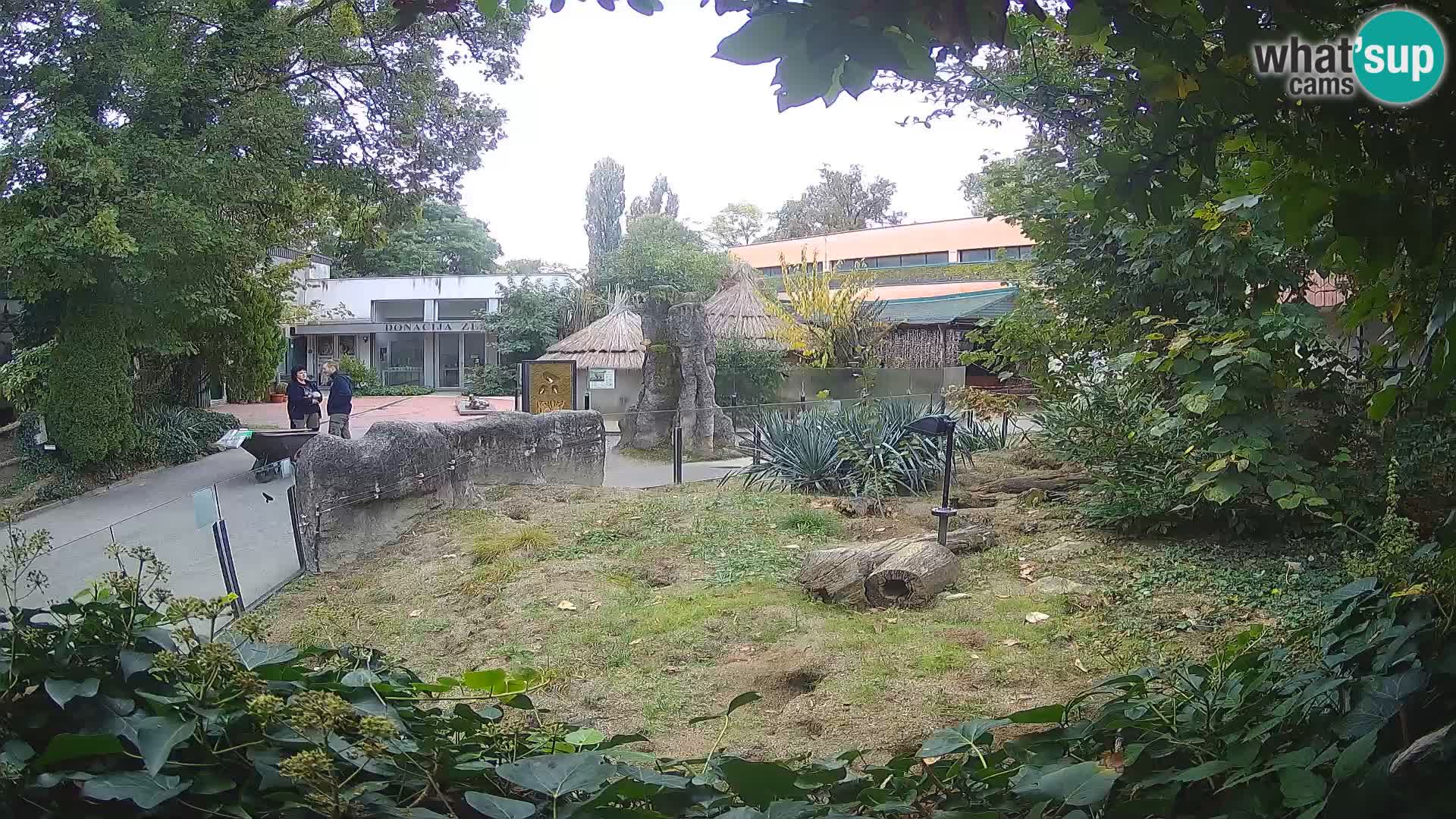 Zoo Zagreb – Merkat