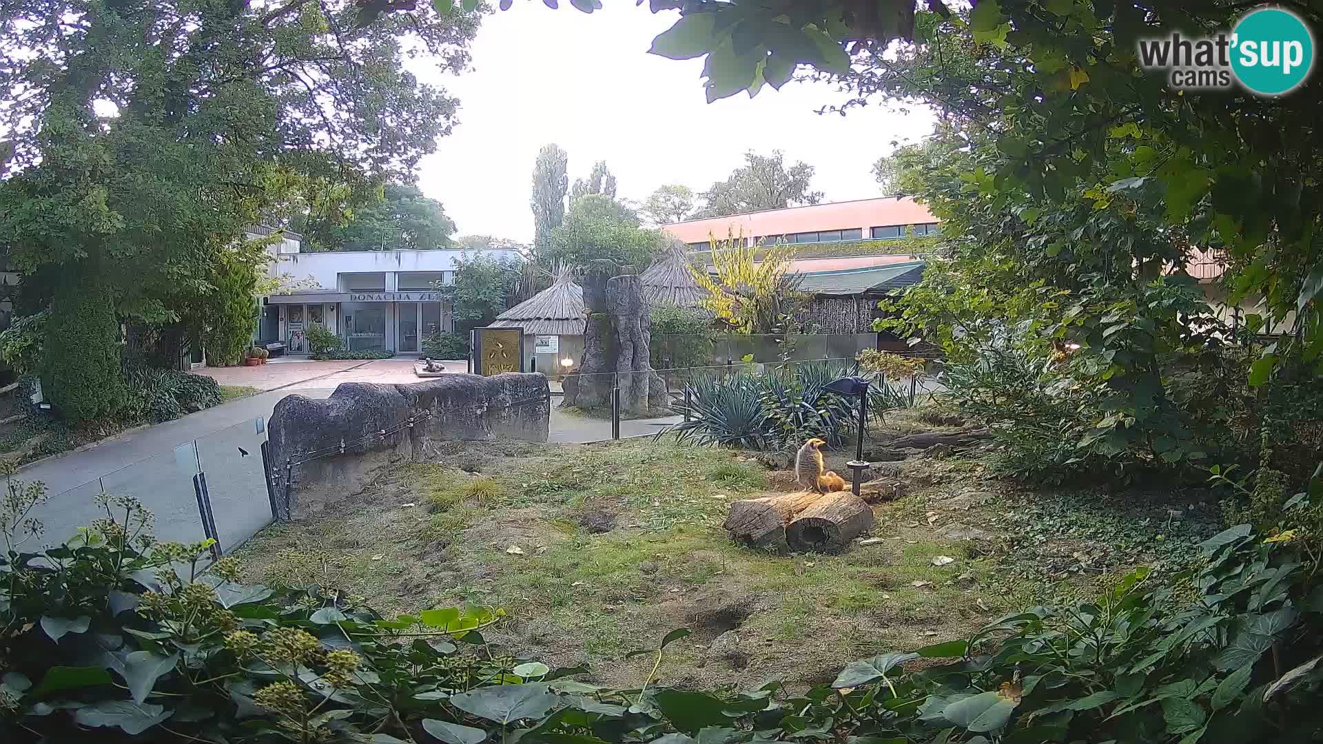 Zoo Zagreb – Suricata