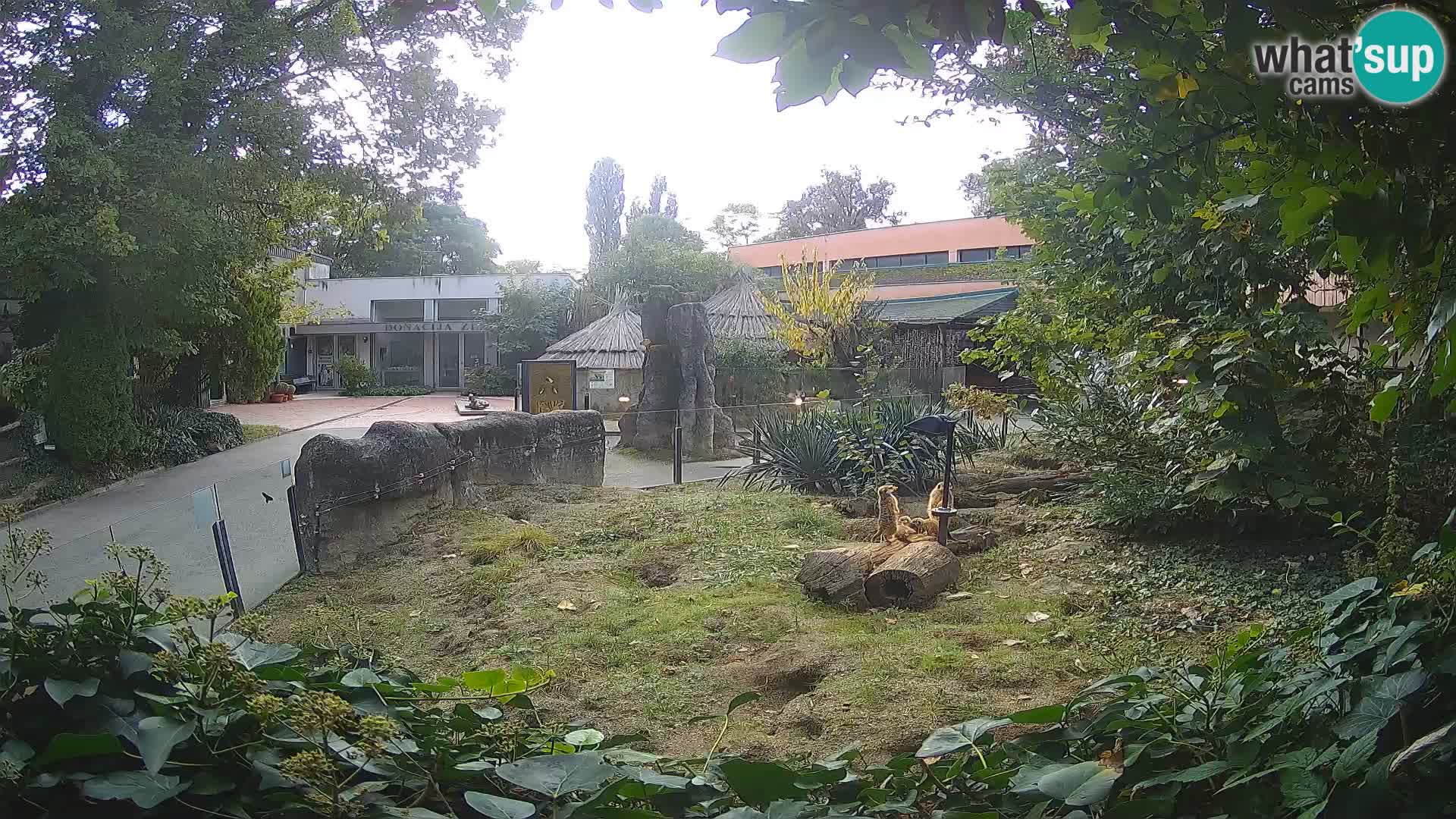 Zoo Zagreb – Erdmännchen