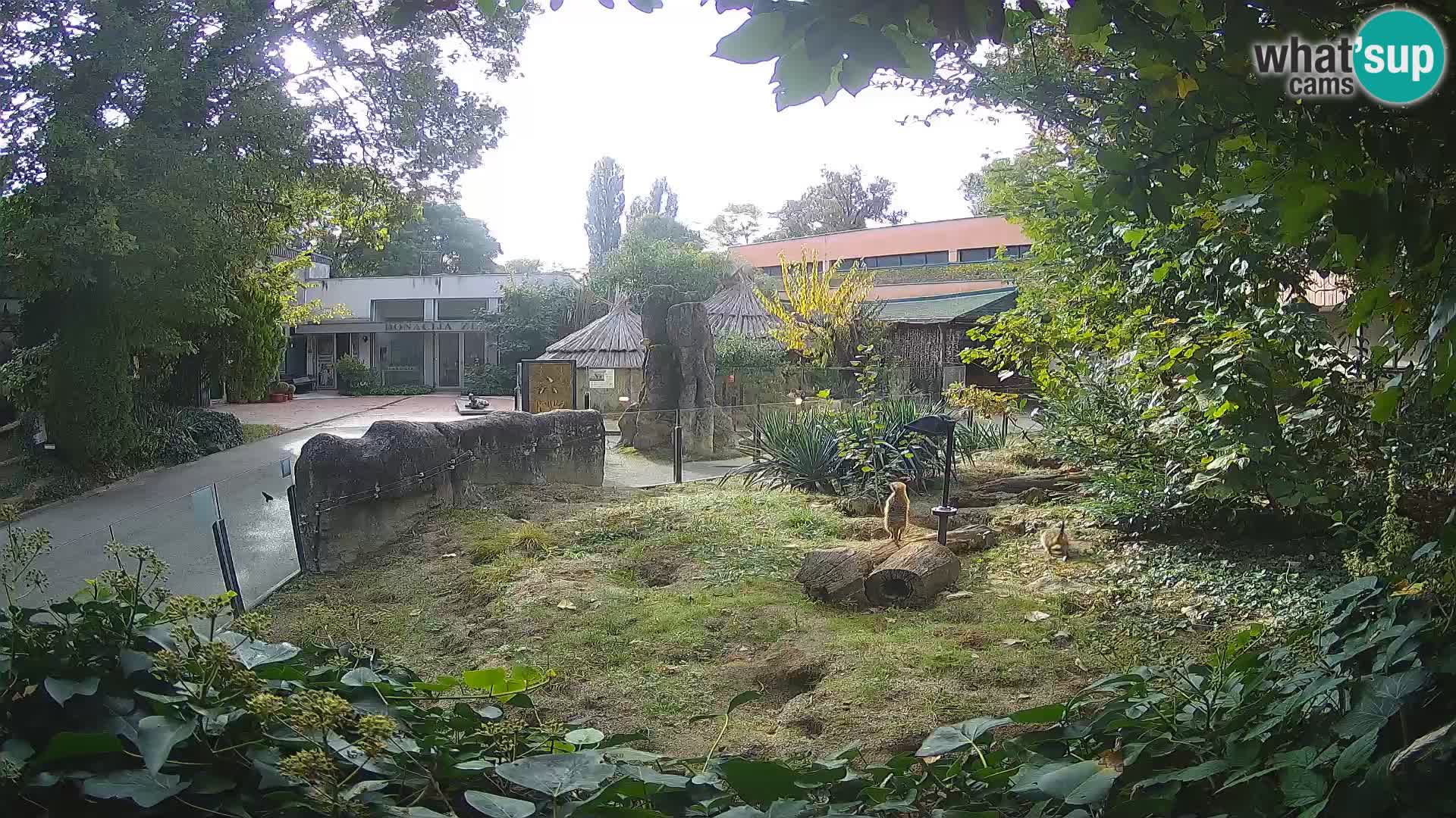 Zoo Zagreb – Suricata