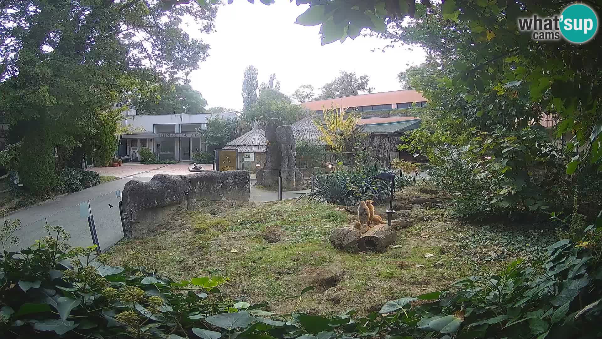 Zoo Zagreb – Suricate