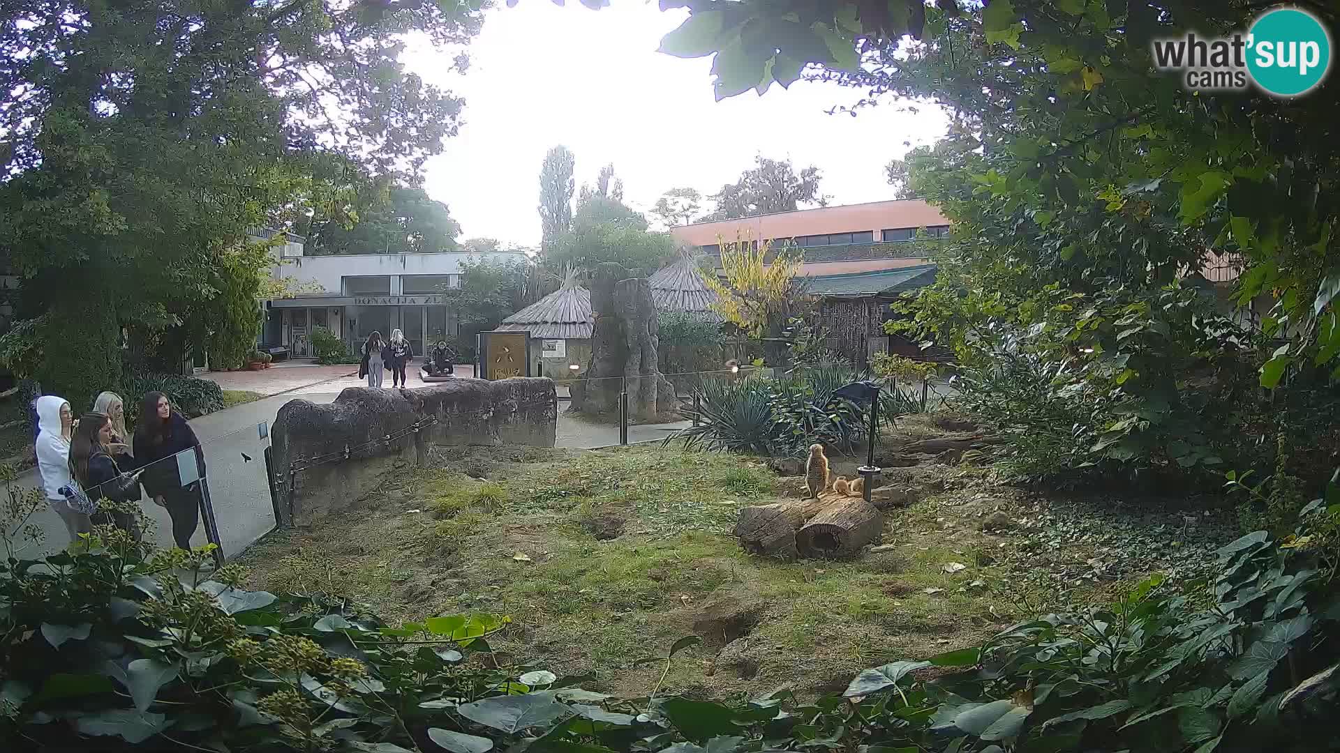 Zoo Zagreb – Suricate