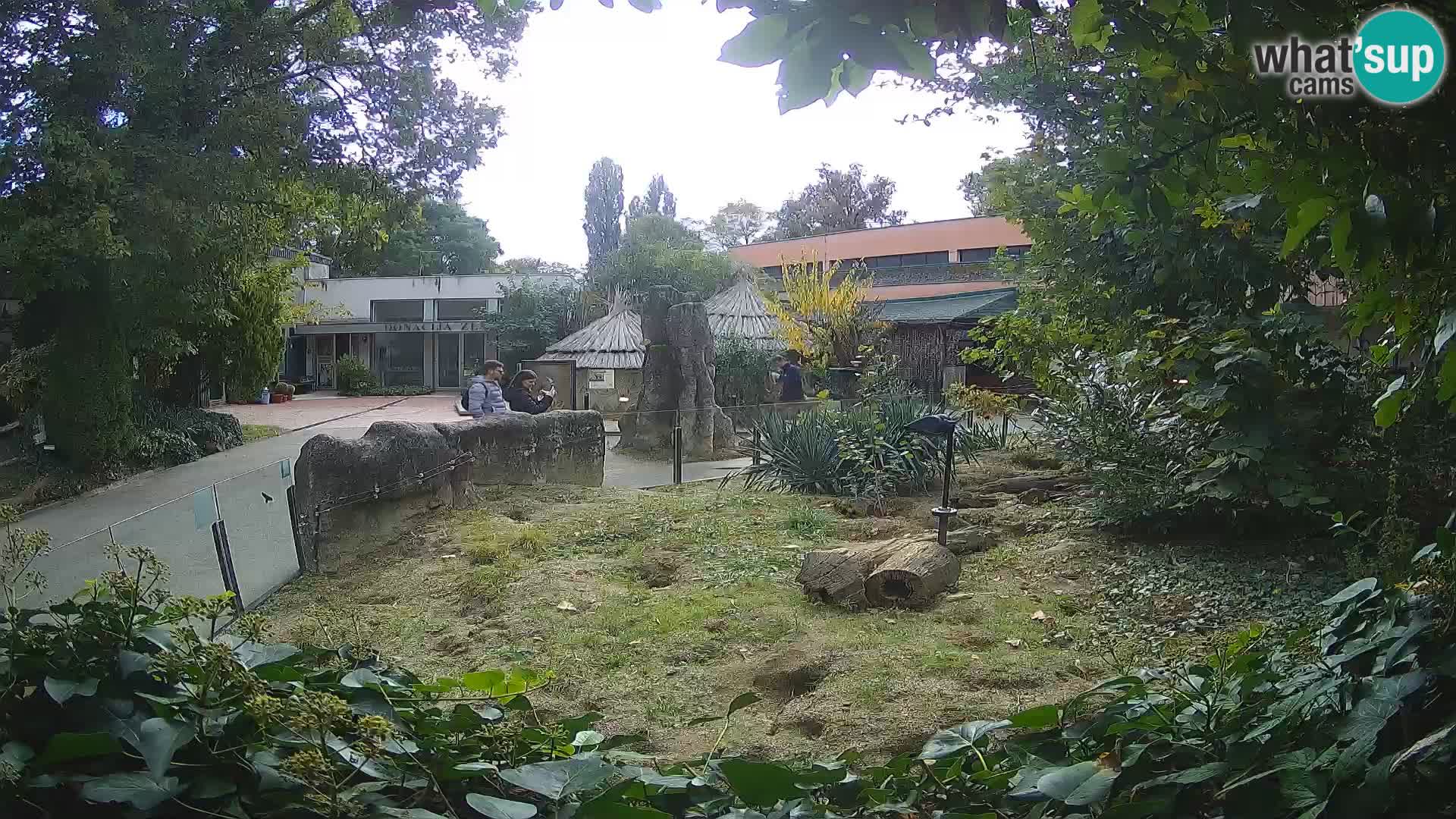 Zoo Zagreb – Suricate