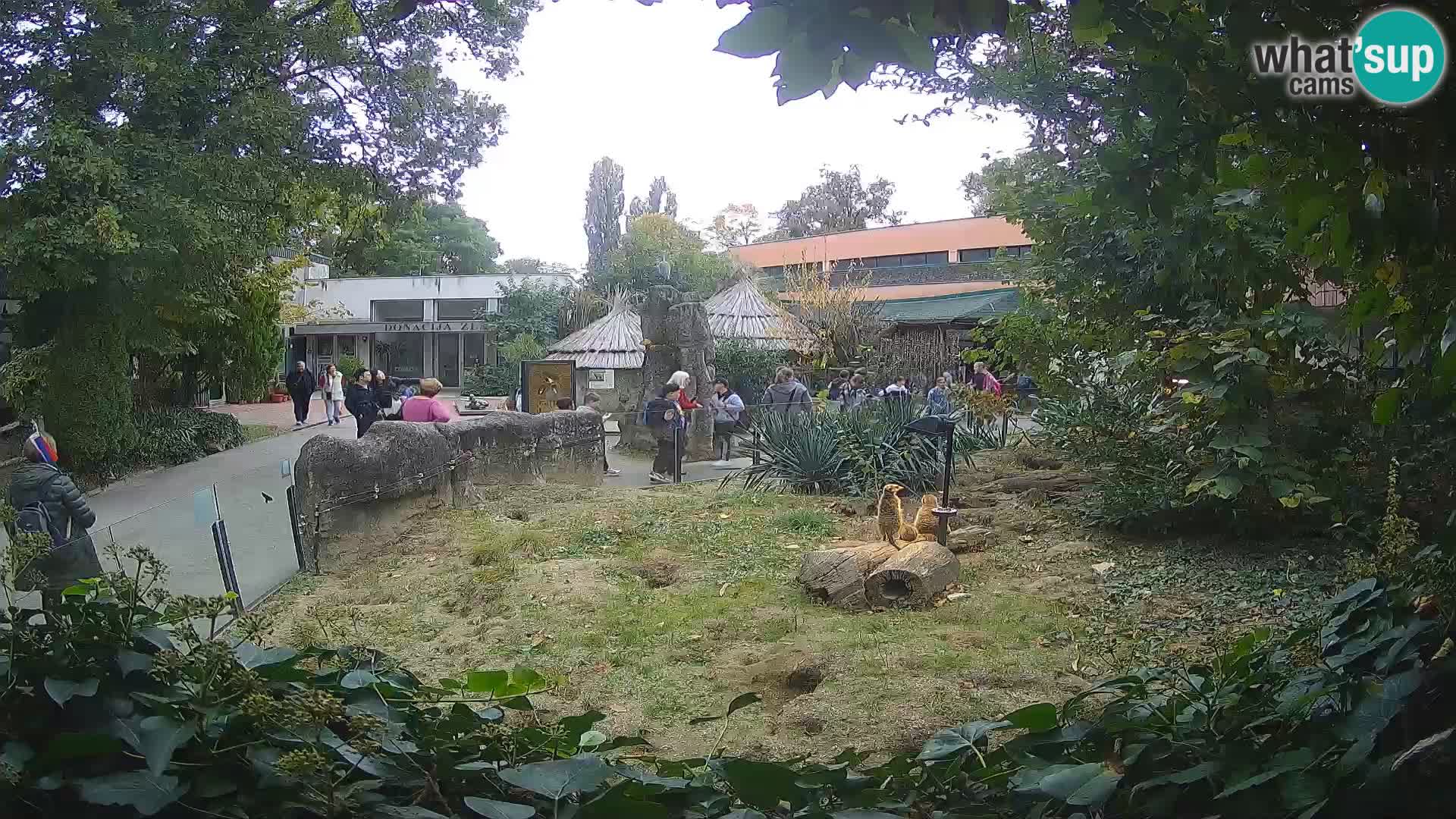Zoo Zagreb – Merkat