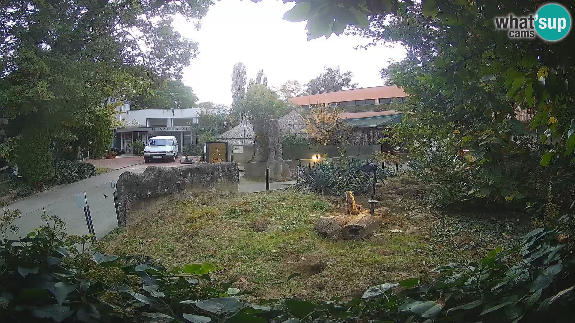 Zoo Zagreb – Erdmännchen
