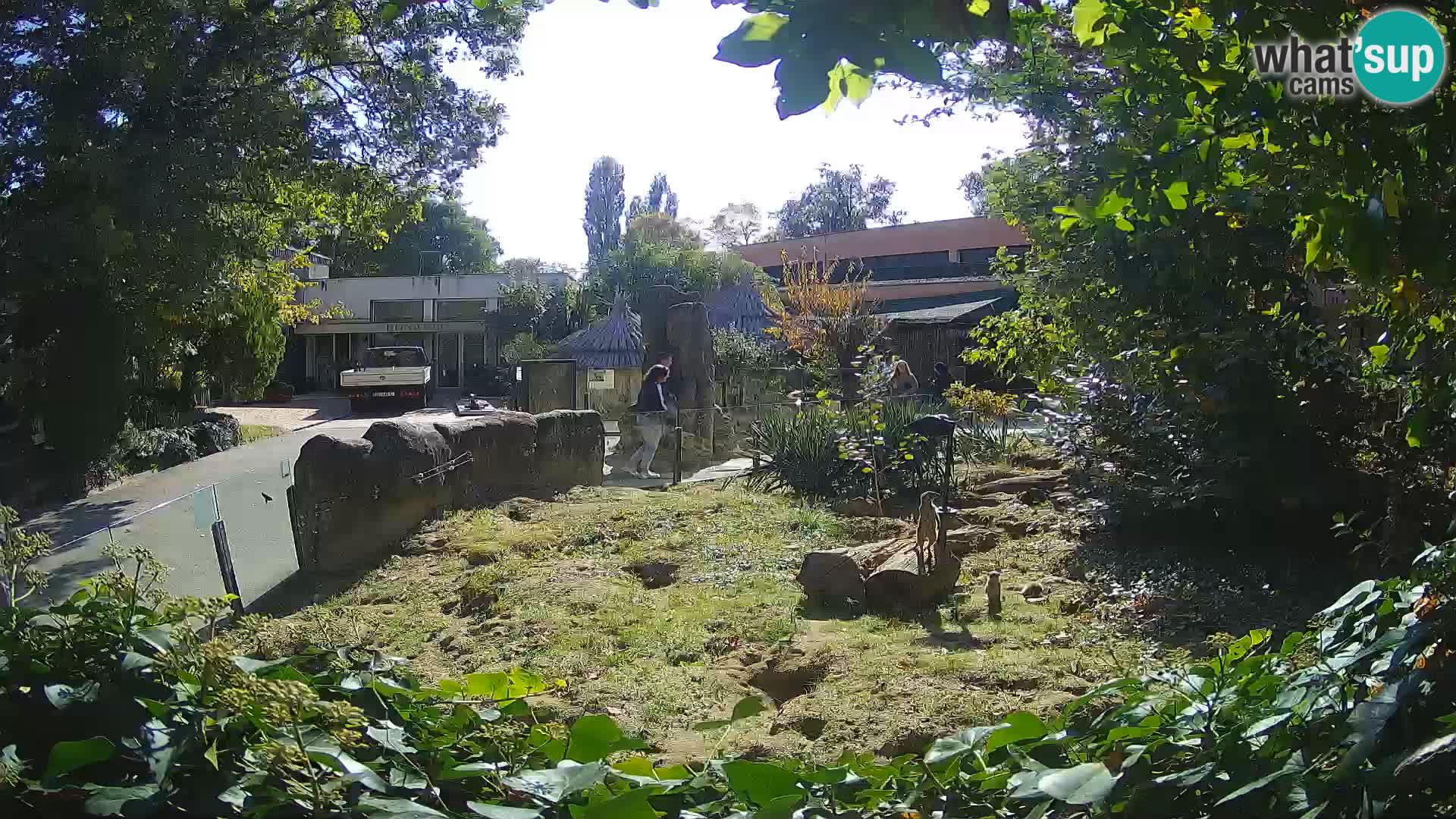 Zoo Zagreb – Erdmännchen