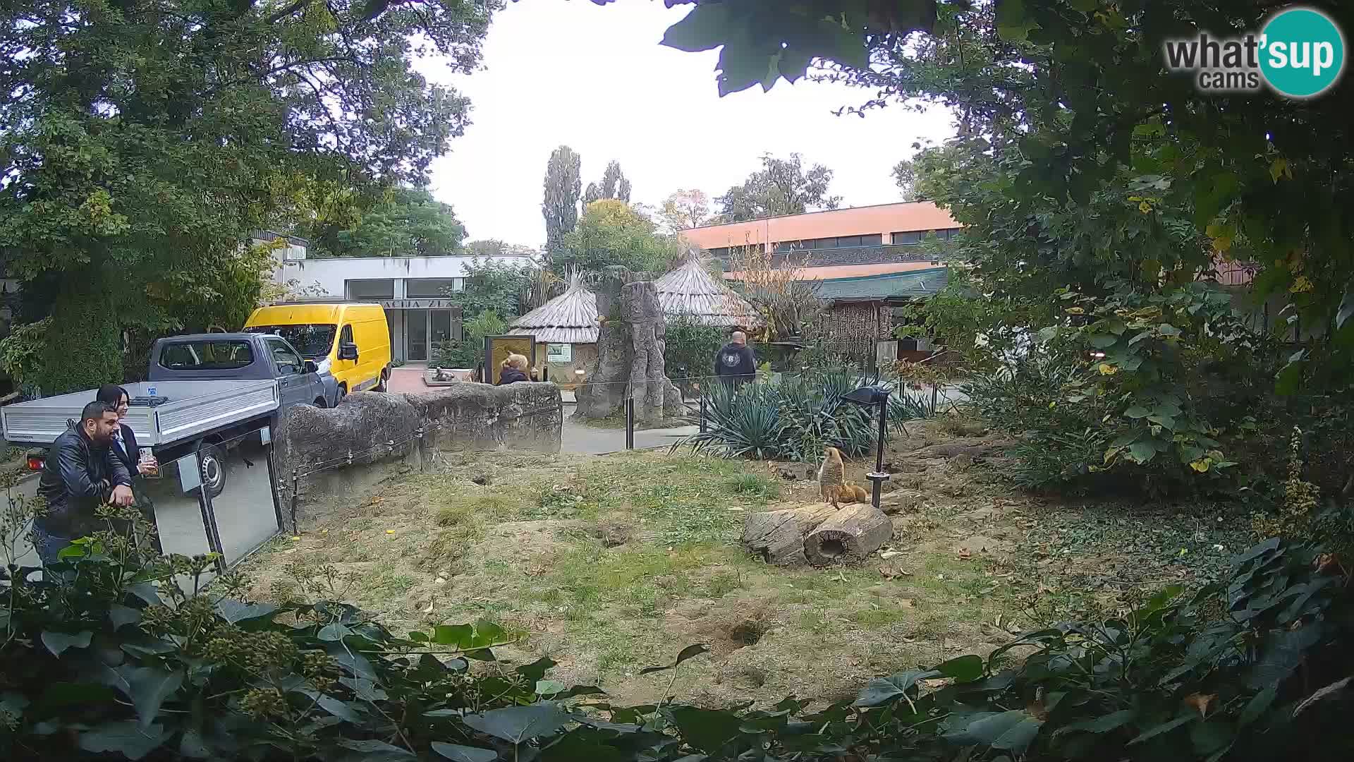 Zoo Zagreb – Suricata