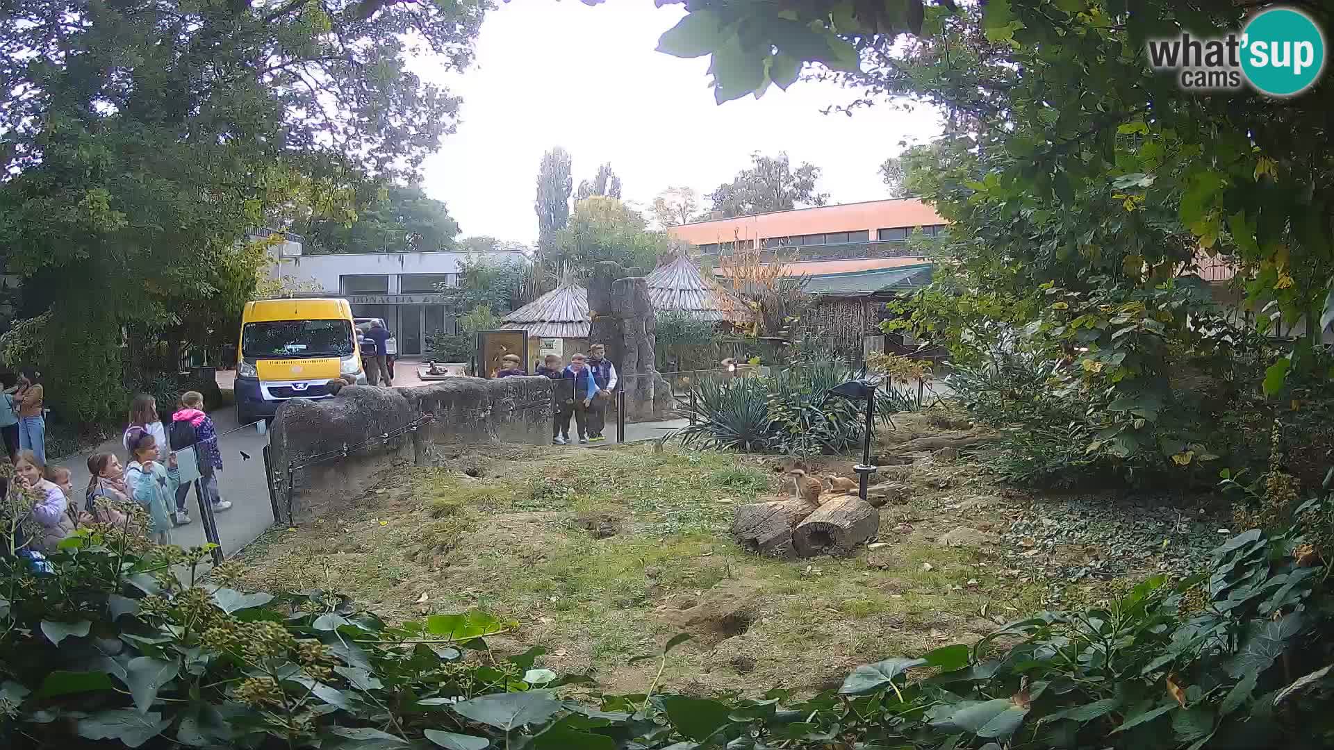 Zoo Zagreb – Merkat