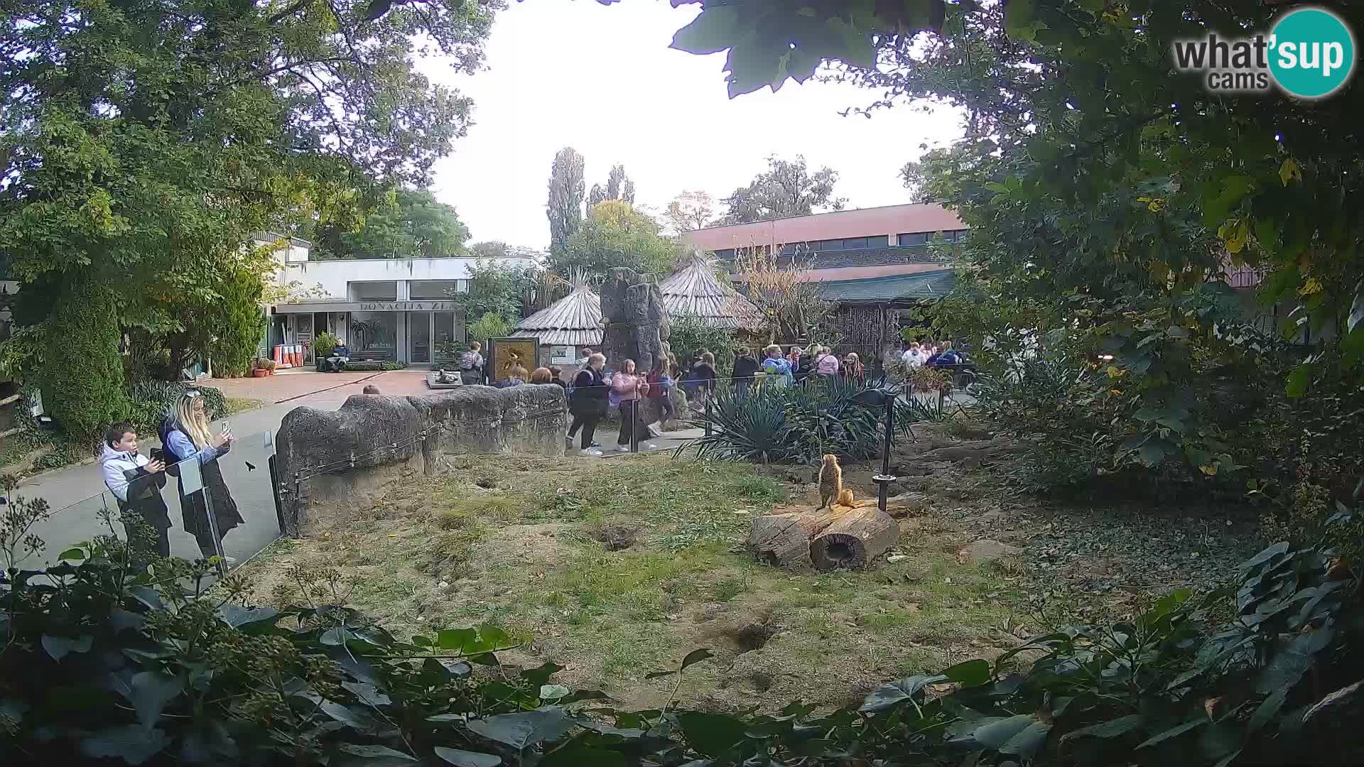 Zoo Zagreb – Suricata