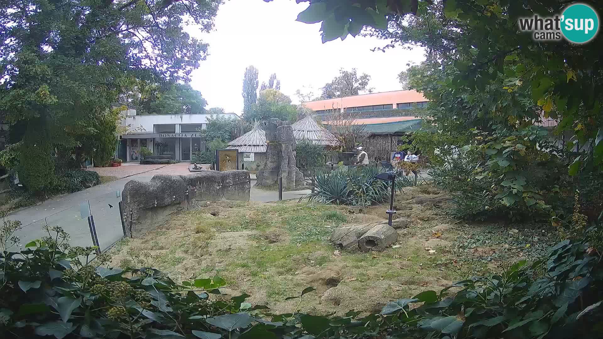 Zoo Zagreb – Suricata