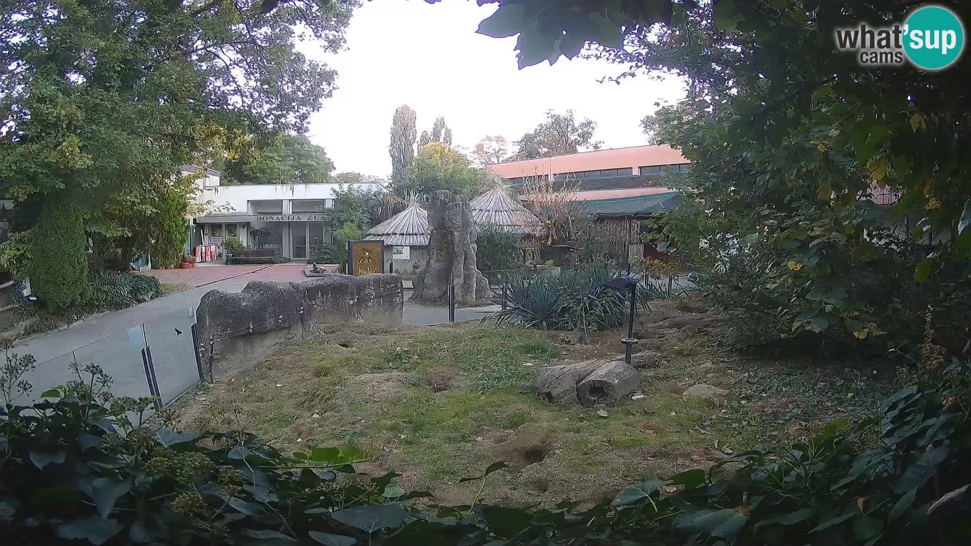 Zoo Zagreb – Suricata