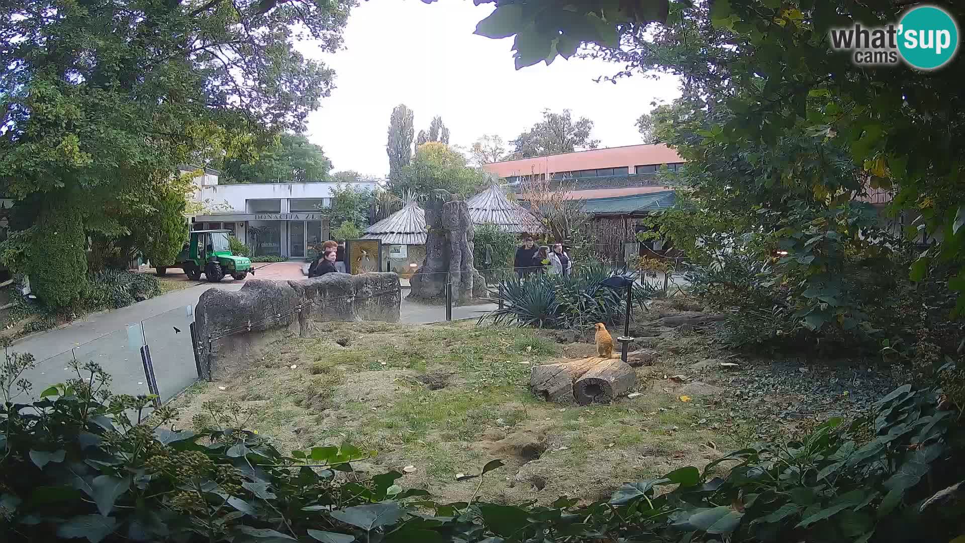 Zoo Zagreb – Surikate