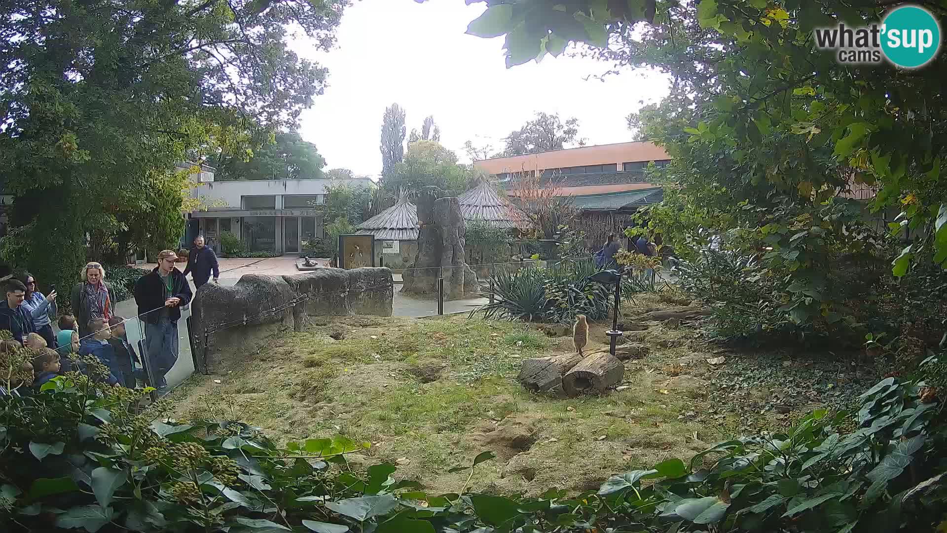Zoo Zagreb – Surikate