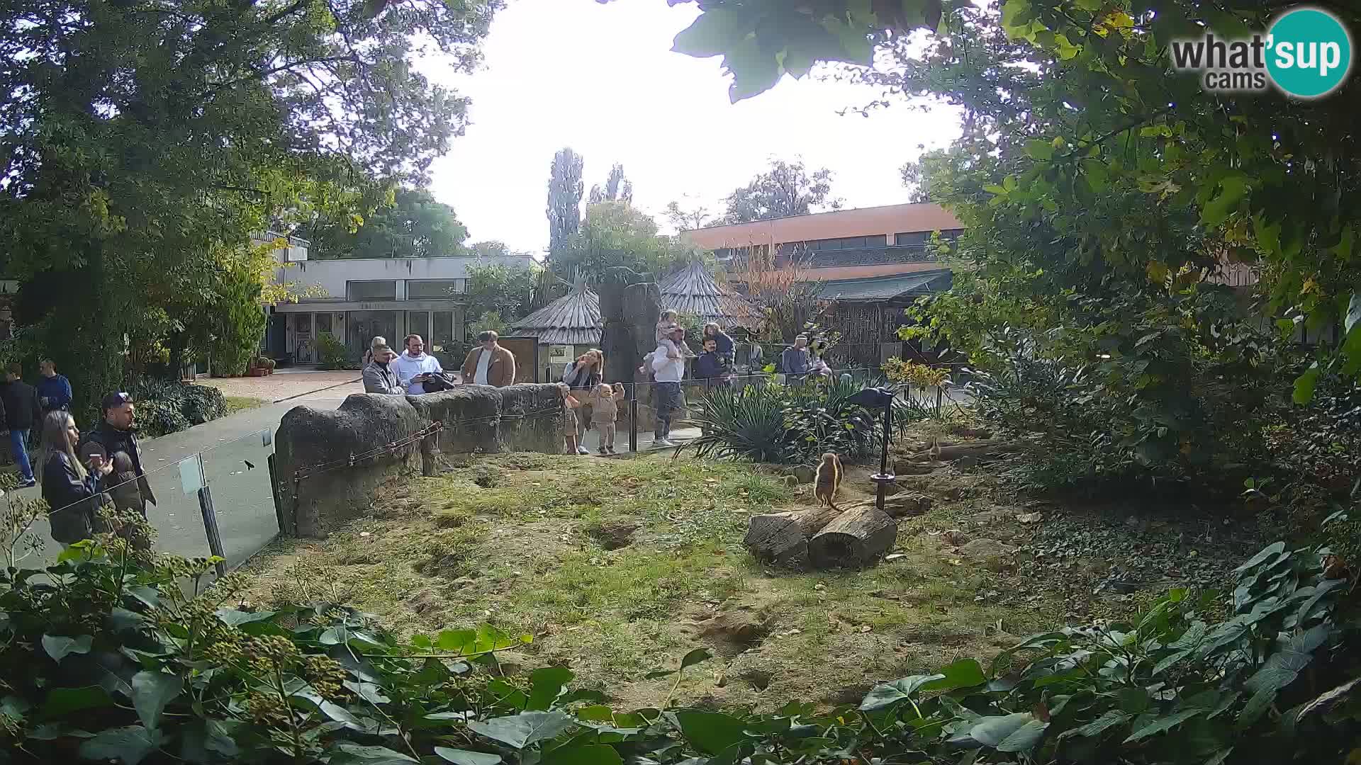 Zoo Zagreb – Surikate
