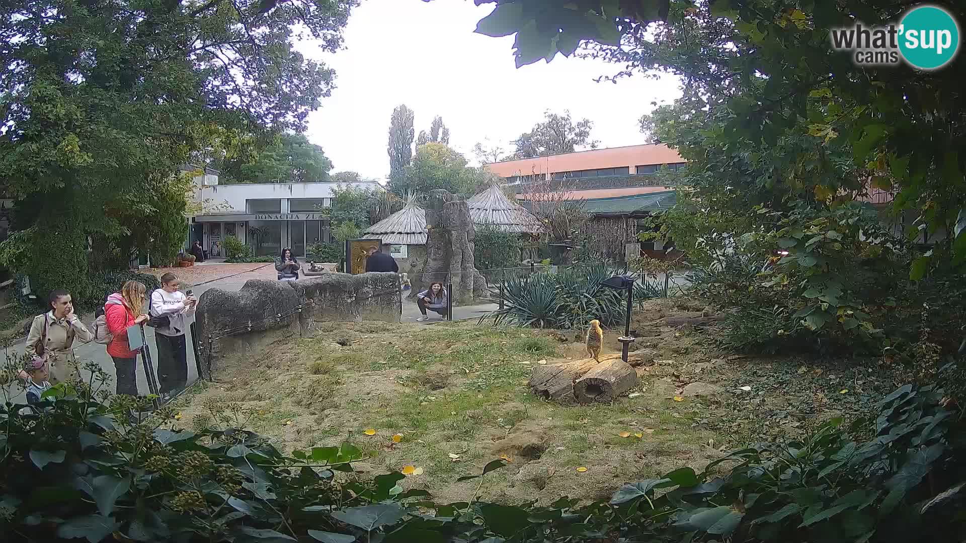 Zoo Zagreb – Surikate