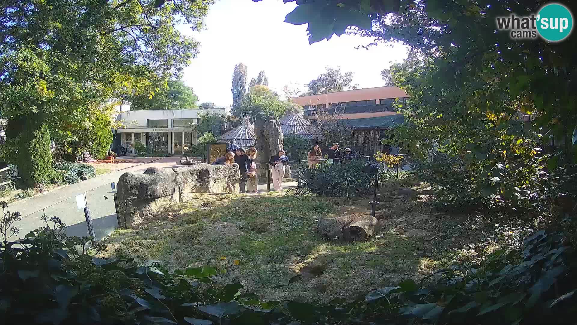Zoo Zagreb – Surikate