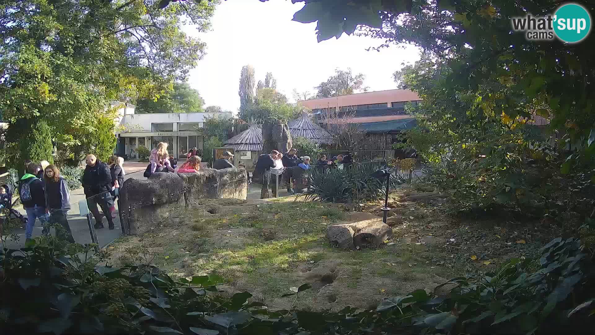 Zoo Zagreb – Suricate