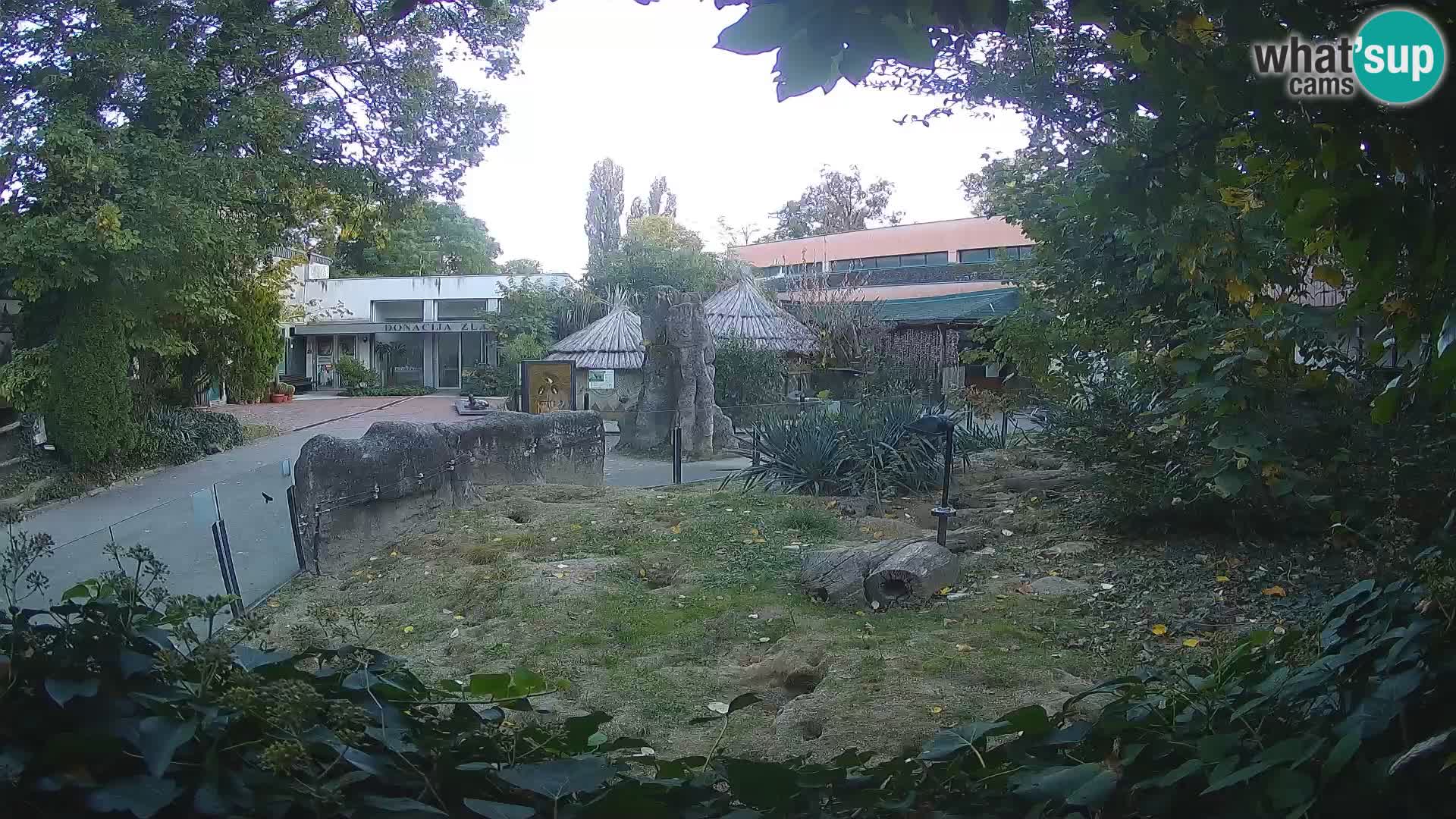 Zoo Zagreb – Suricate