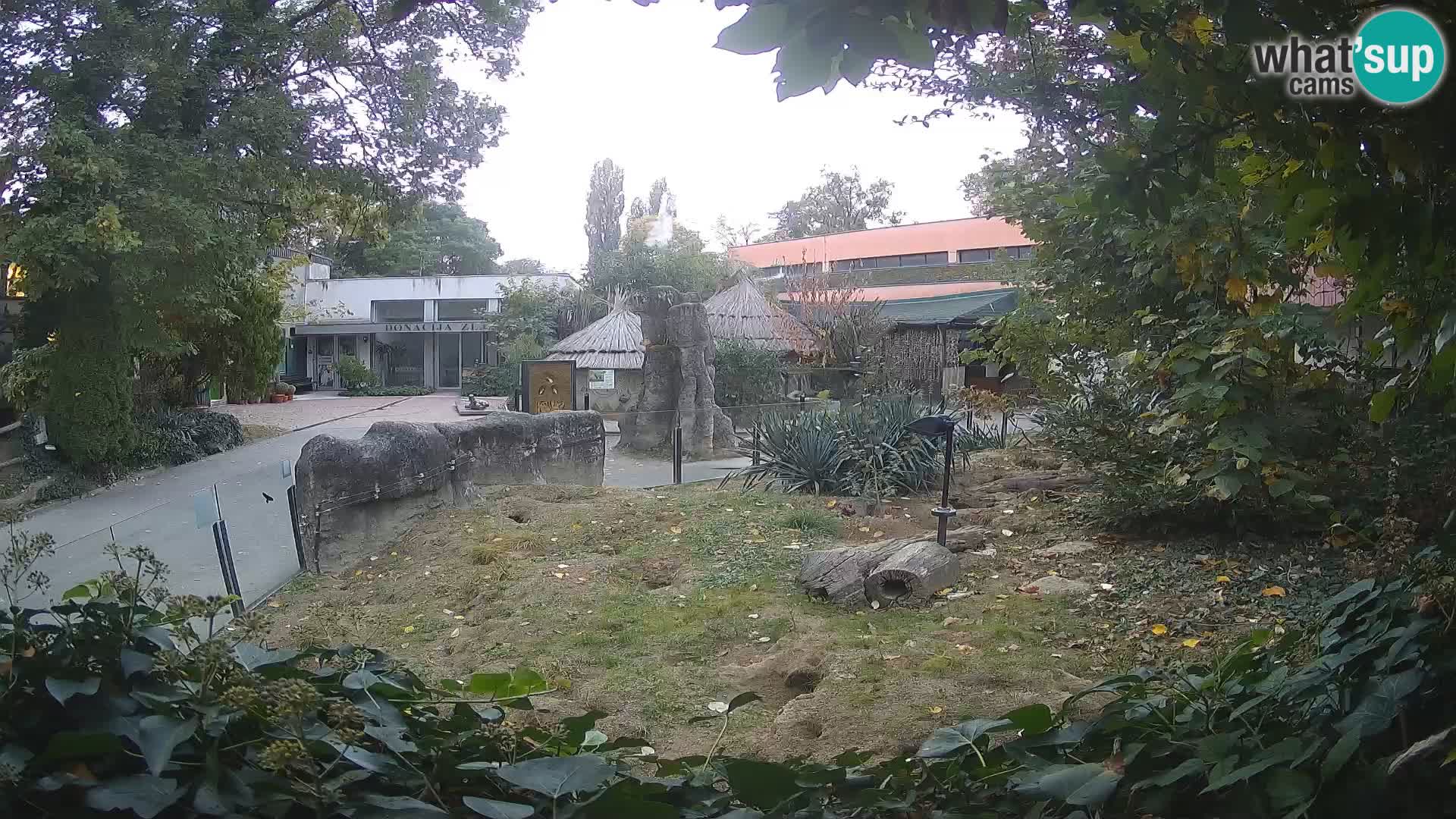 Zoo Zagreb – Suricate