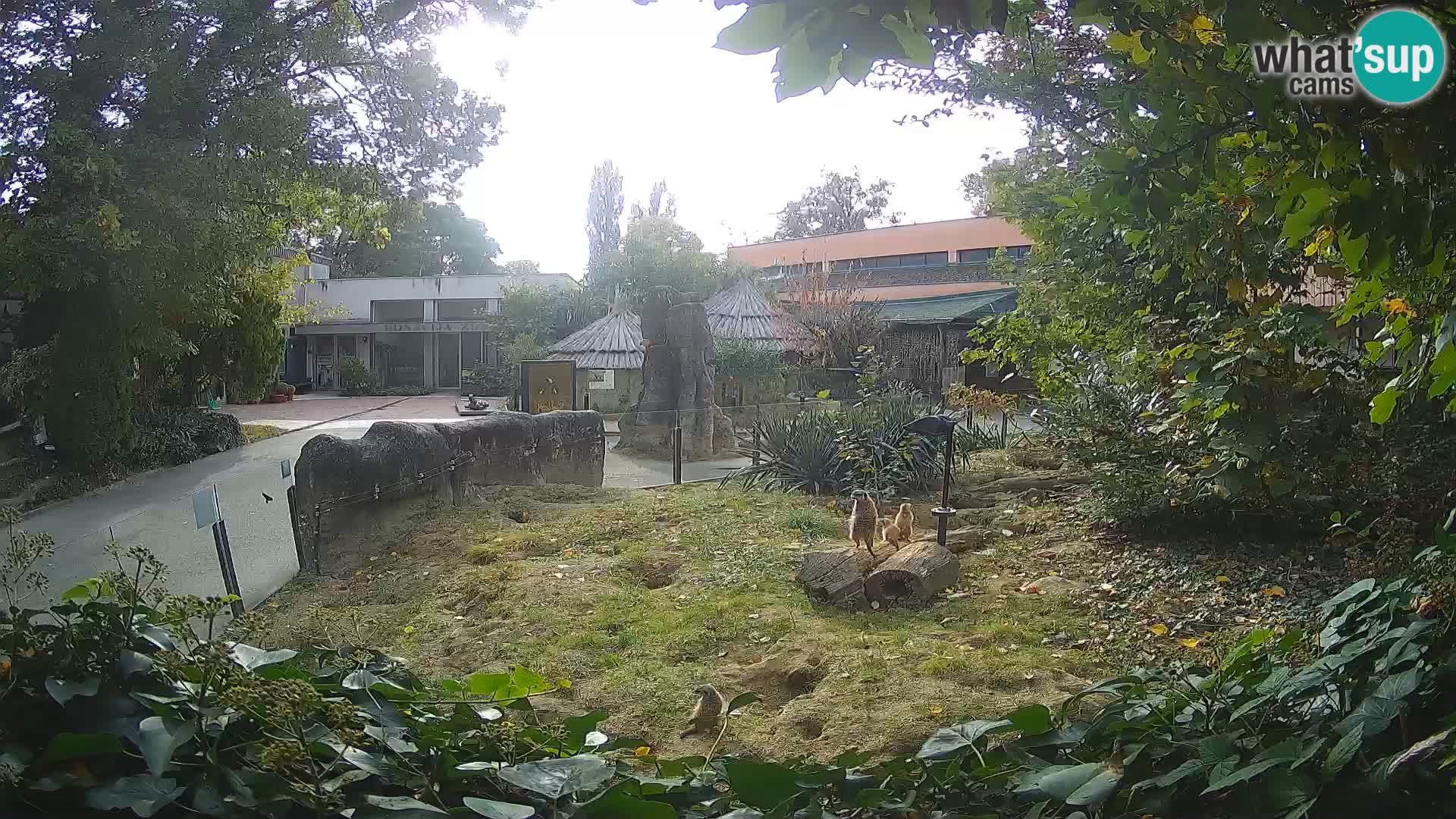 Zoo Zagreb – Suricate
