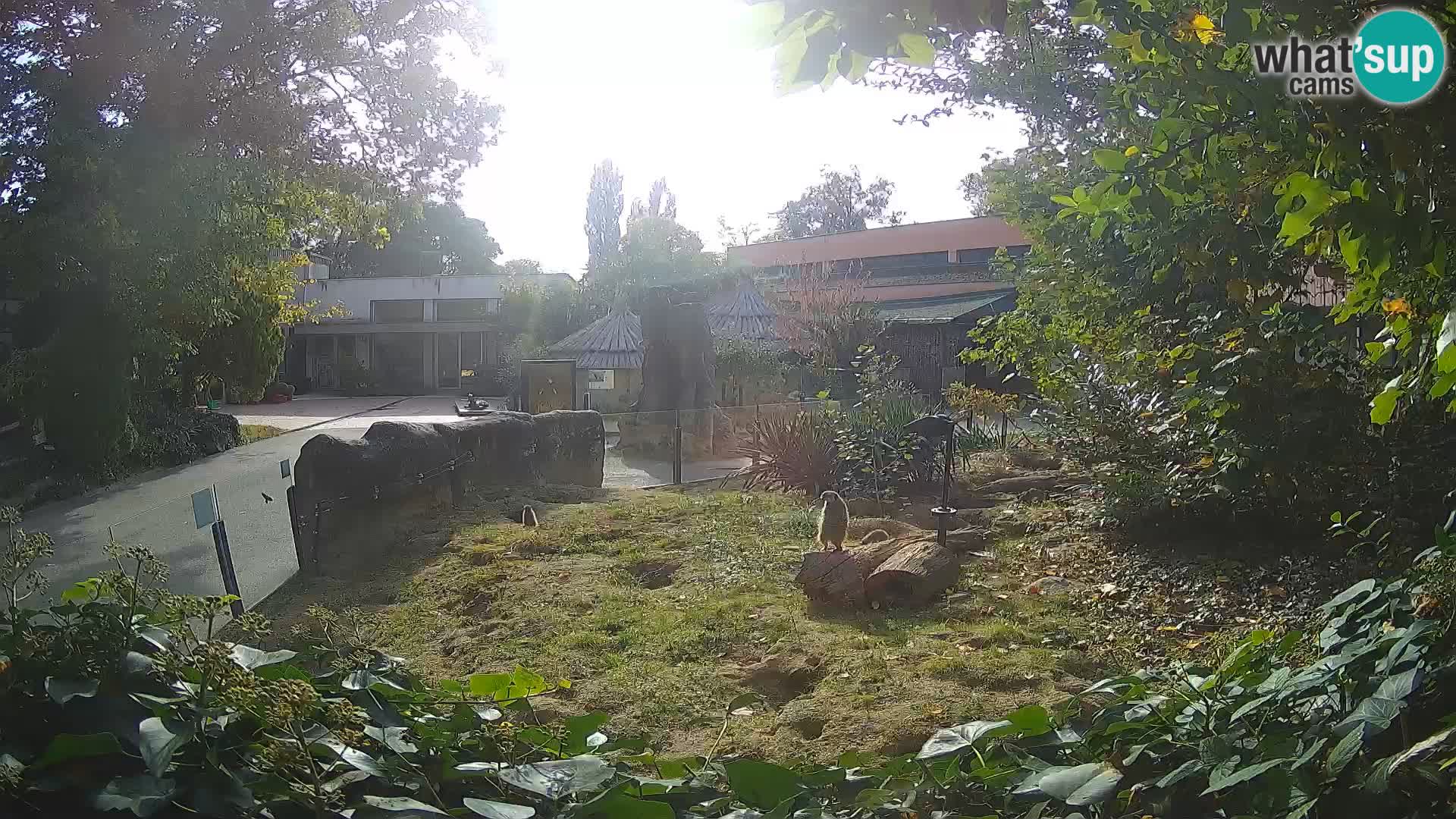 Zoo Zagreb – Surikate