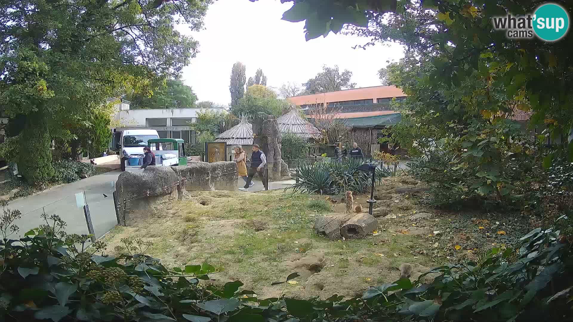 Zoo Zagreb – Suricate