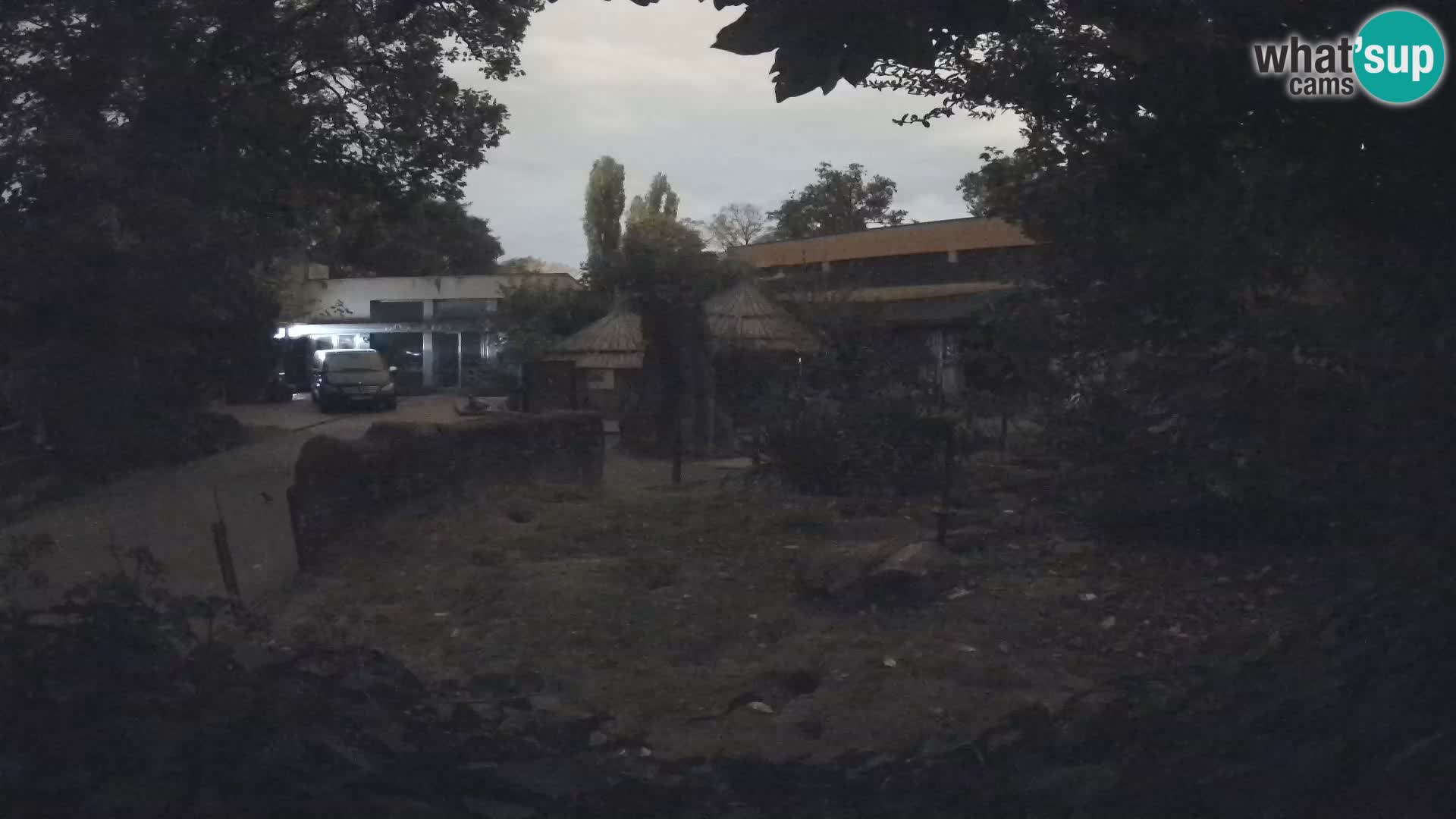 Zoo Zagreb – Surikate