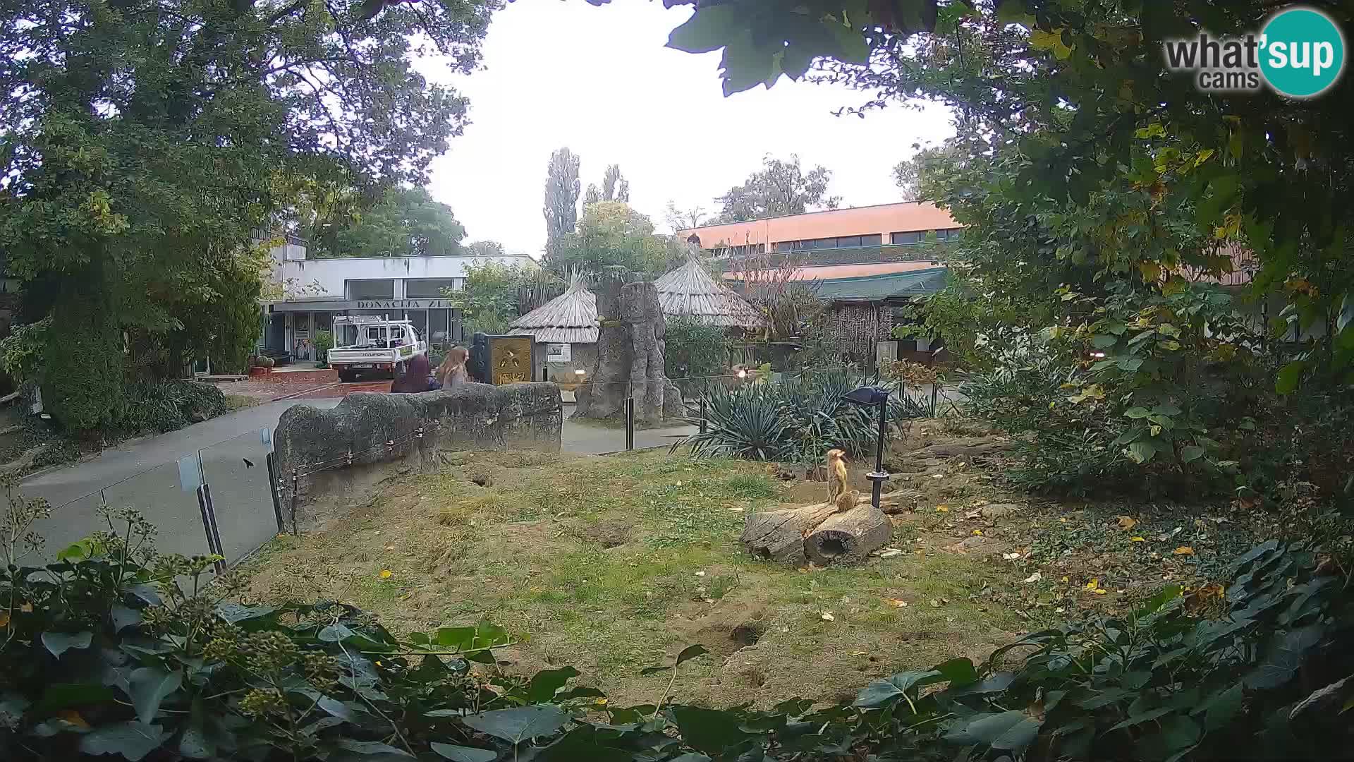 Zoo Zagreb – Suricata