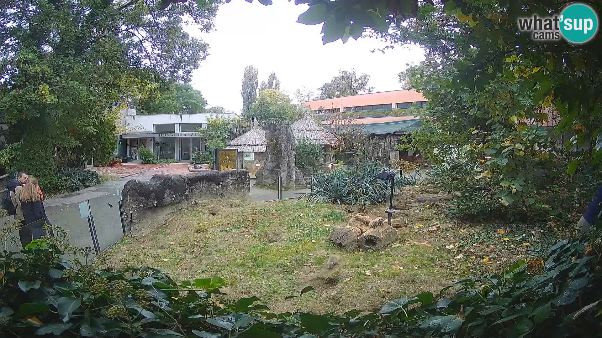 Zoo Zagreb – Suricata