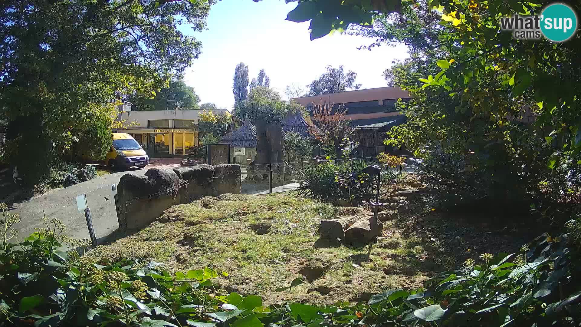 Zoo Zagreb – Merkat