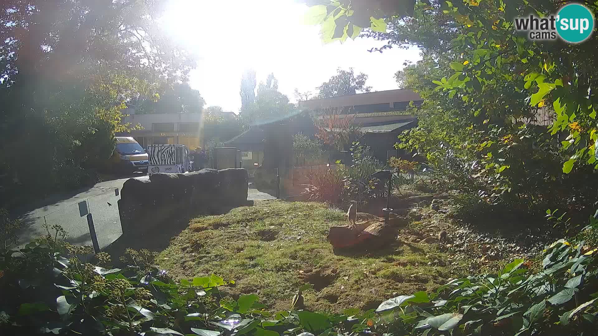 Zoo Zagreb – Surikate