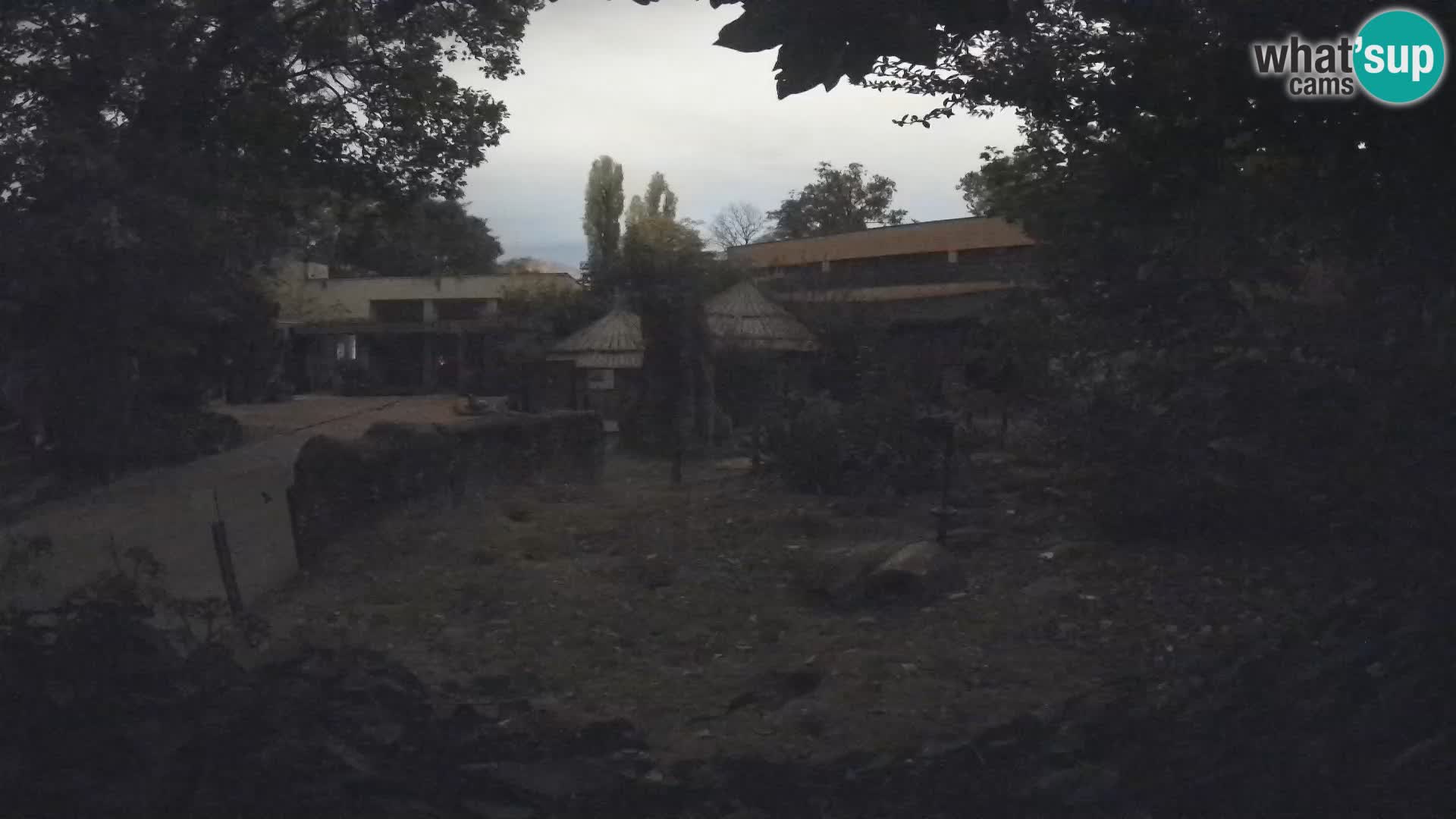 Zoo Zagreb – Surikate