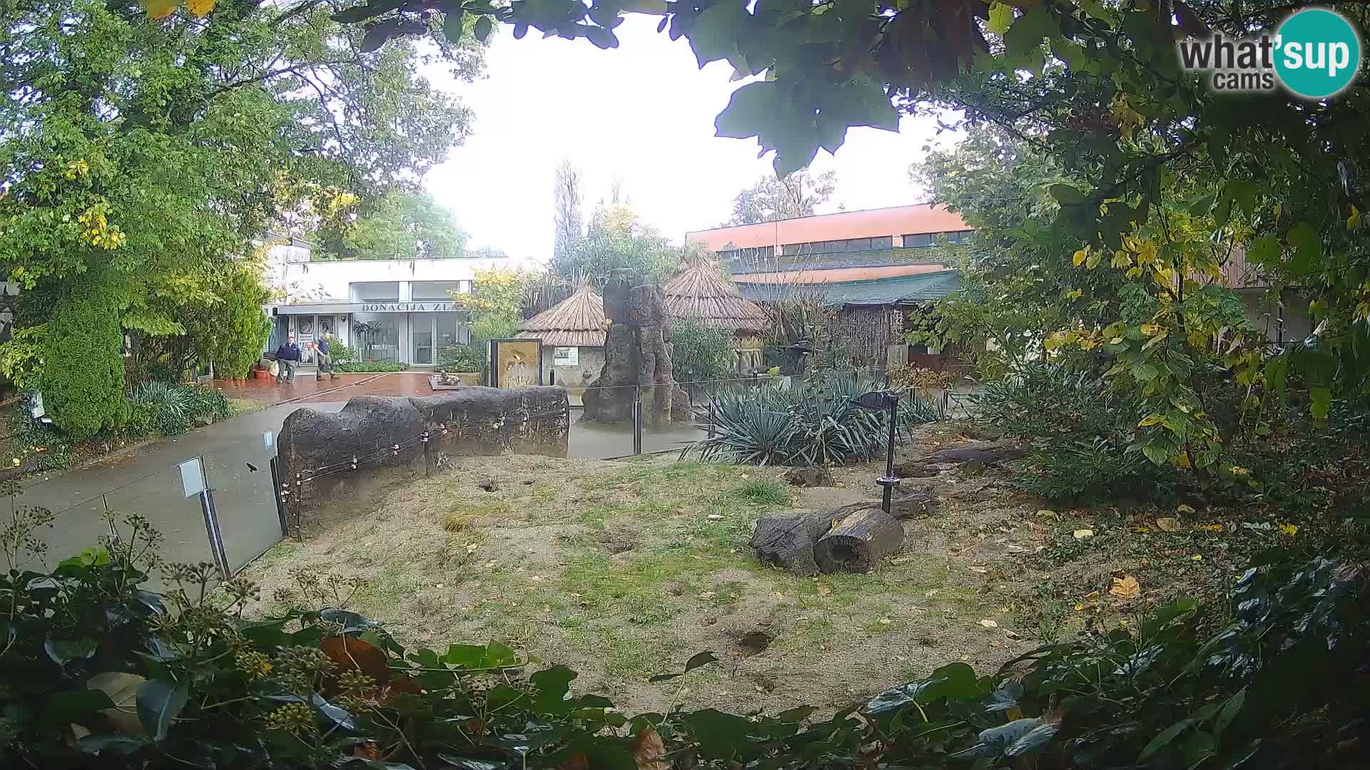 Zoo Zagreb – Suricate
