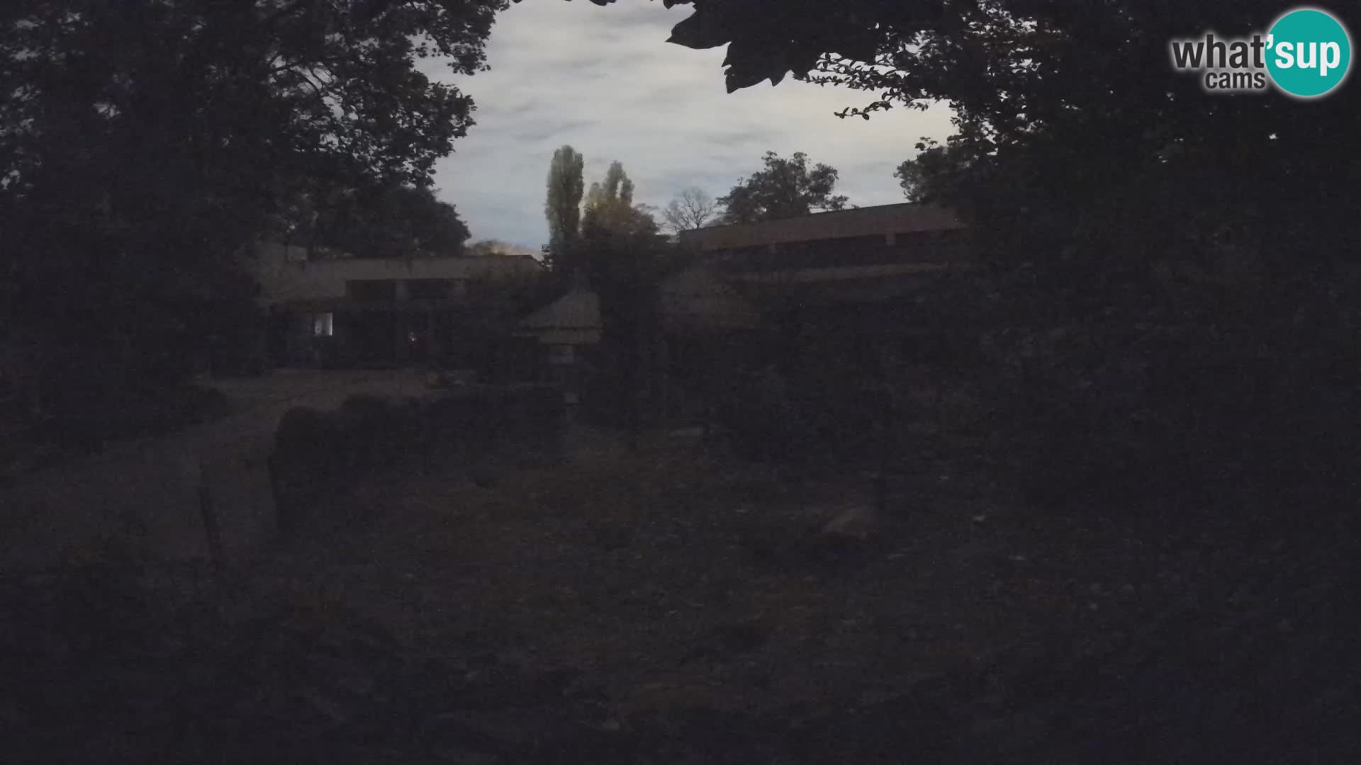 Zoo Zagreb – Suricata