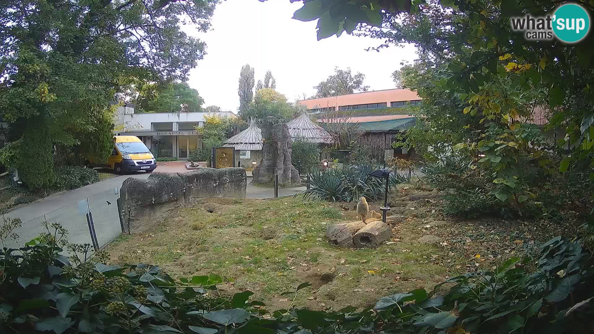Zoo Zagreb – Suricata