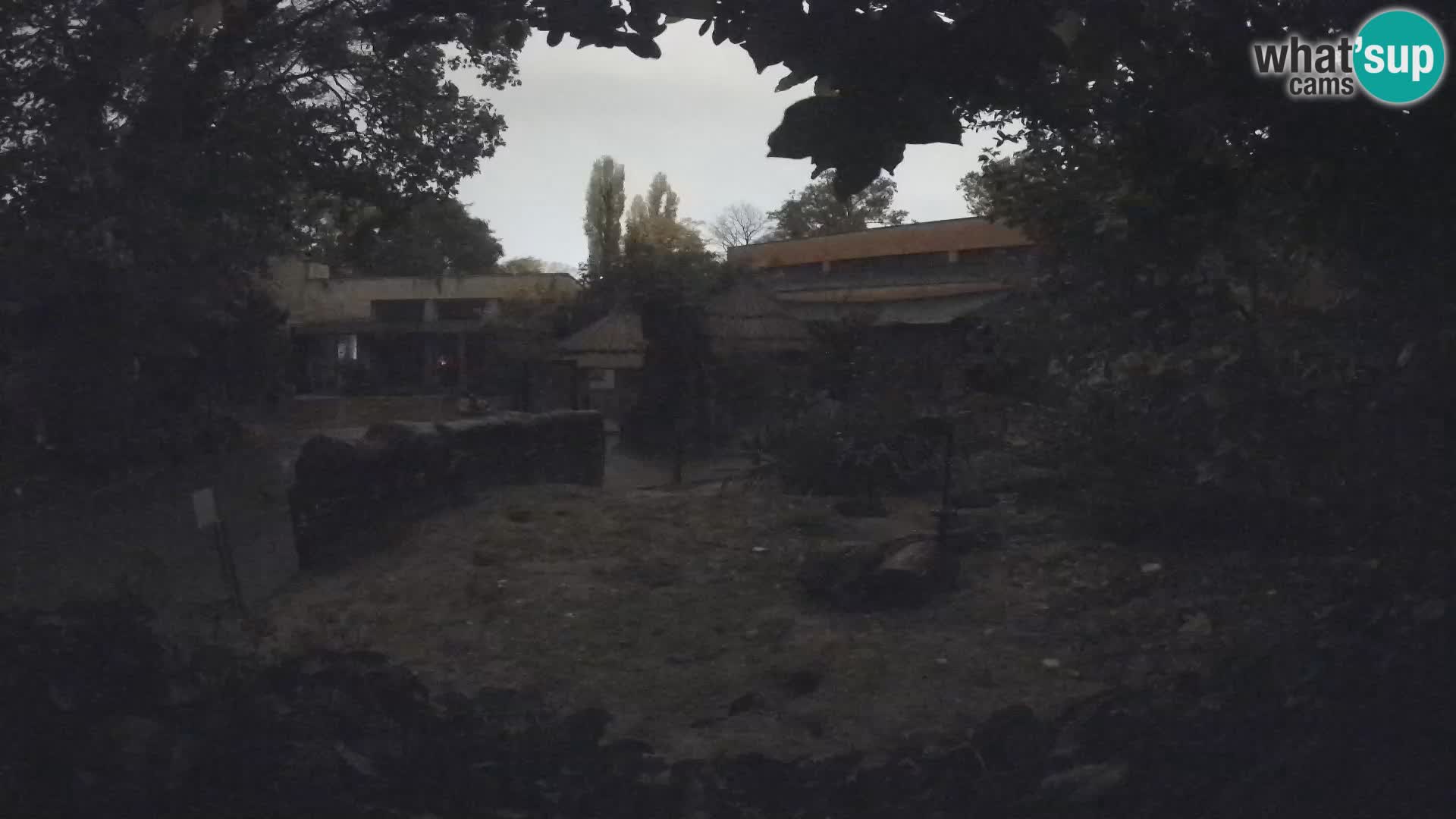 Zoo Zagreb – Merkat
