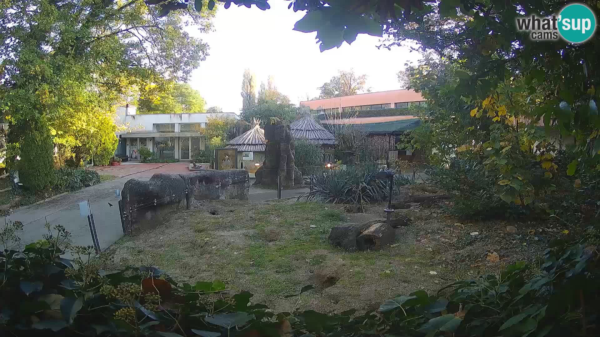 Zoo Zagreb – Suricate