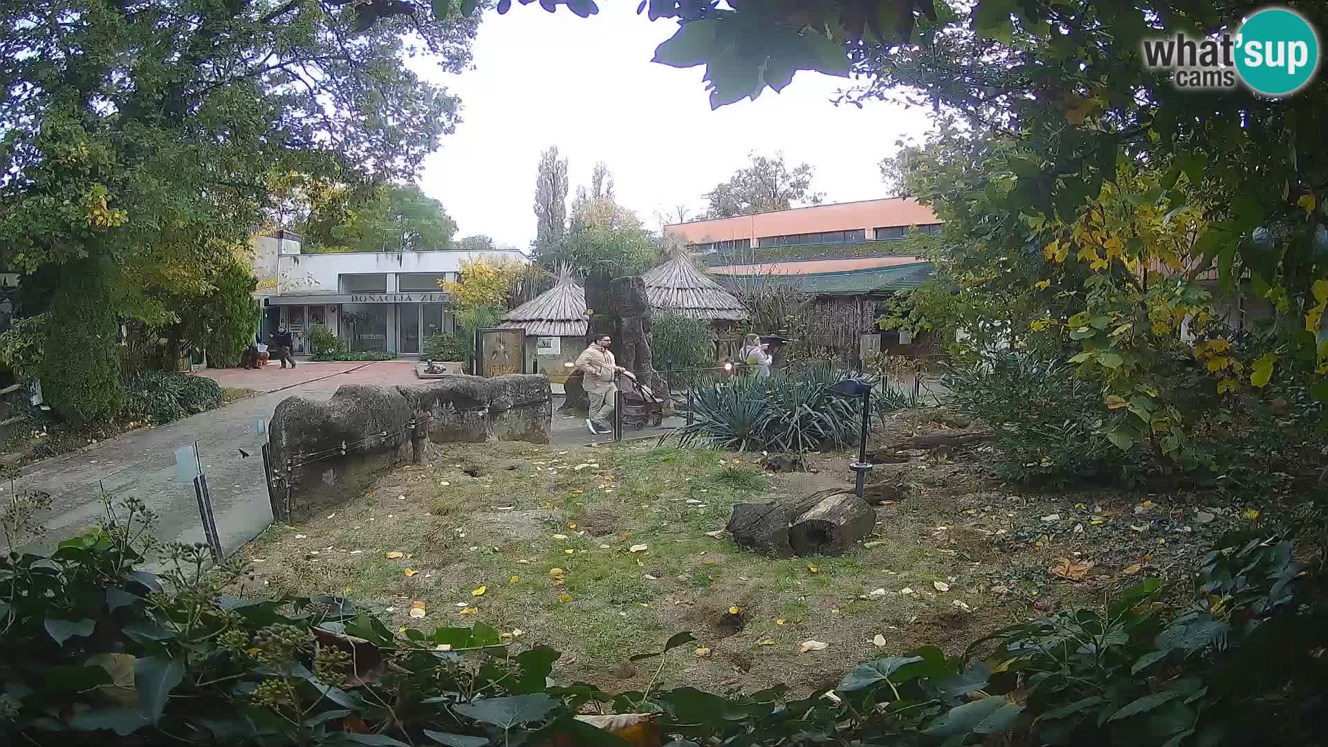 Zoo Zagreb – Surikate