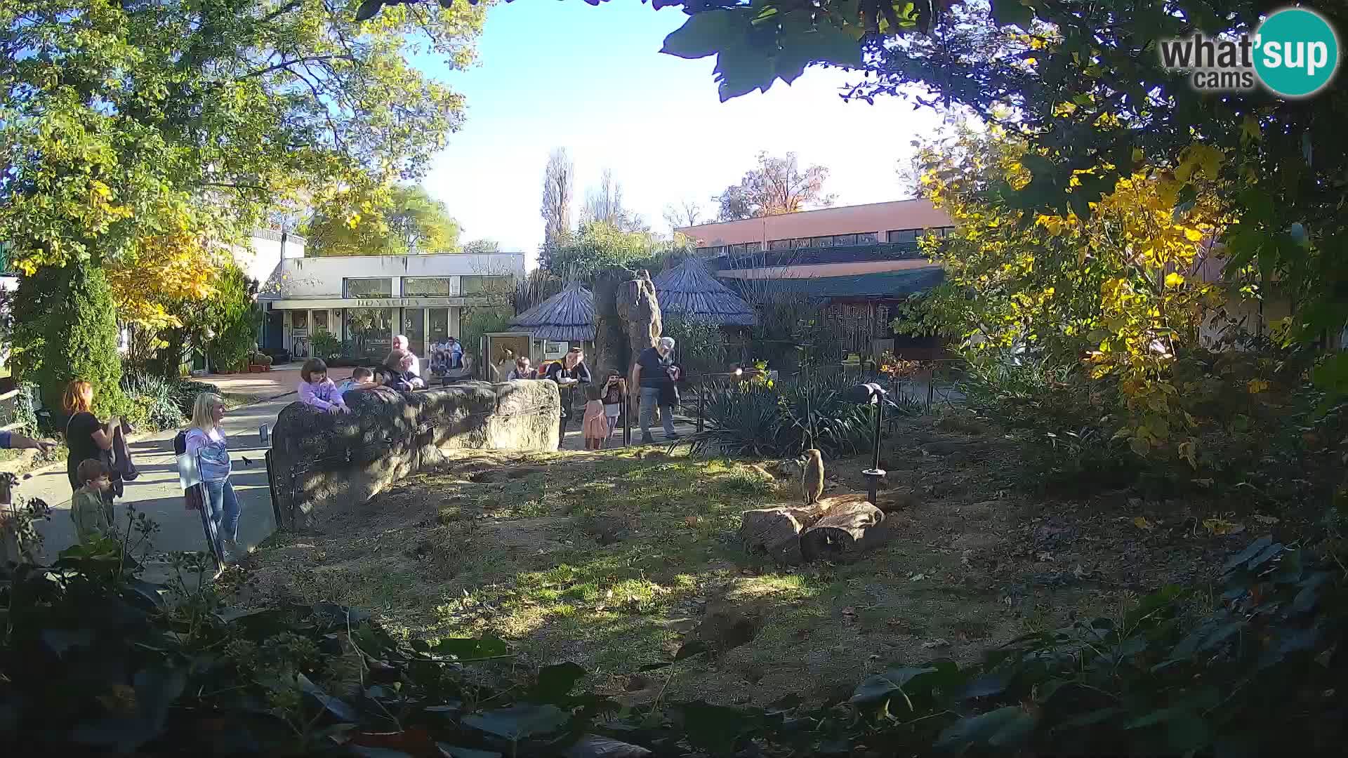 Zoo Zagreb – Merkat