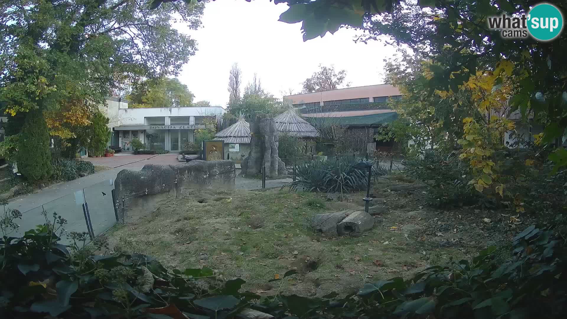 Zoo Zagreb – Suricata