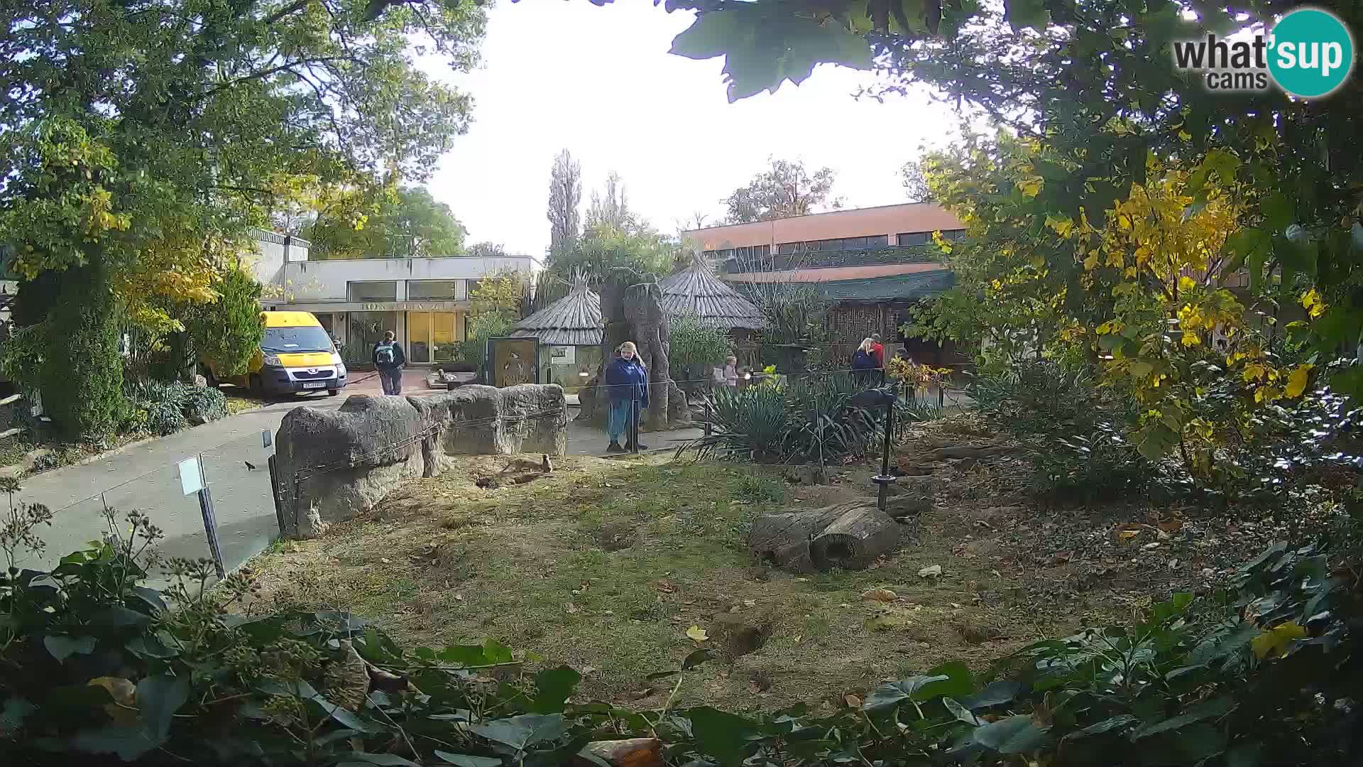 Zoo Zagreb – Merkat