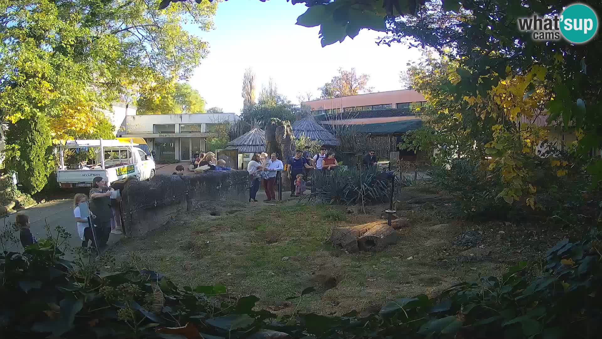 Zoo Zagreb – Suricata