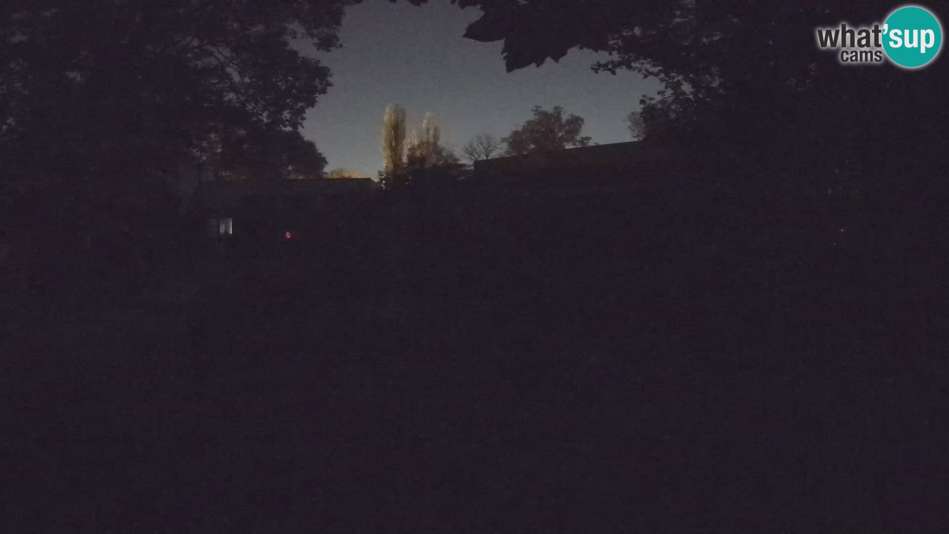 Zoo Zagreb – Suricata