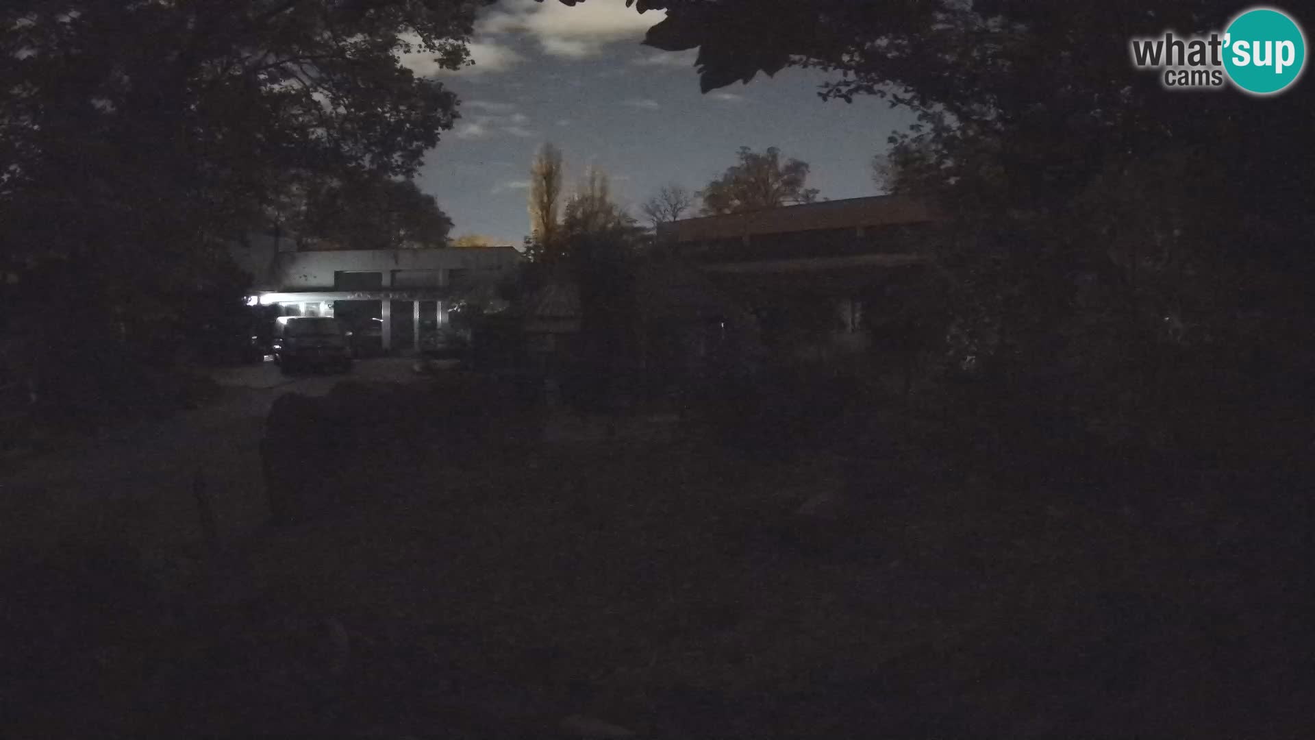 Zoo Zagreb – Merkat