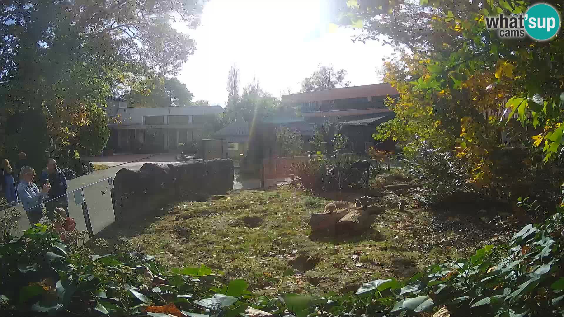 Zoo Zagreb – Merkat