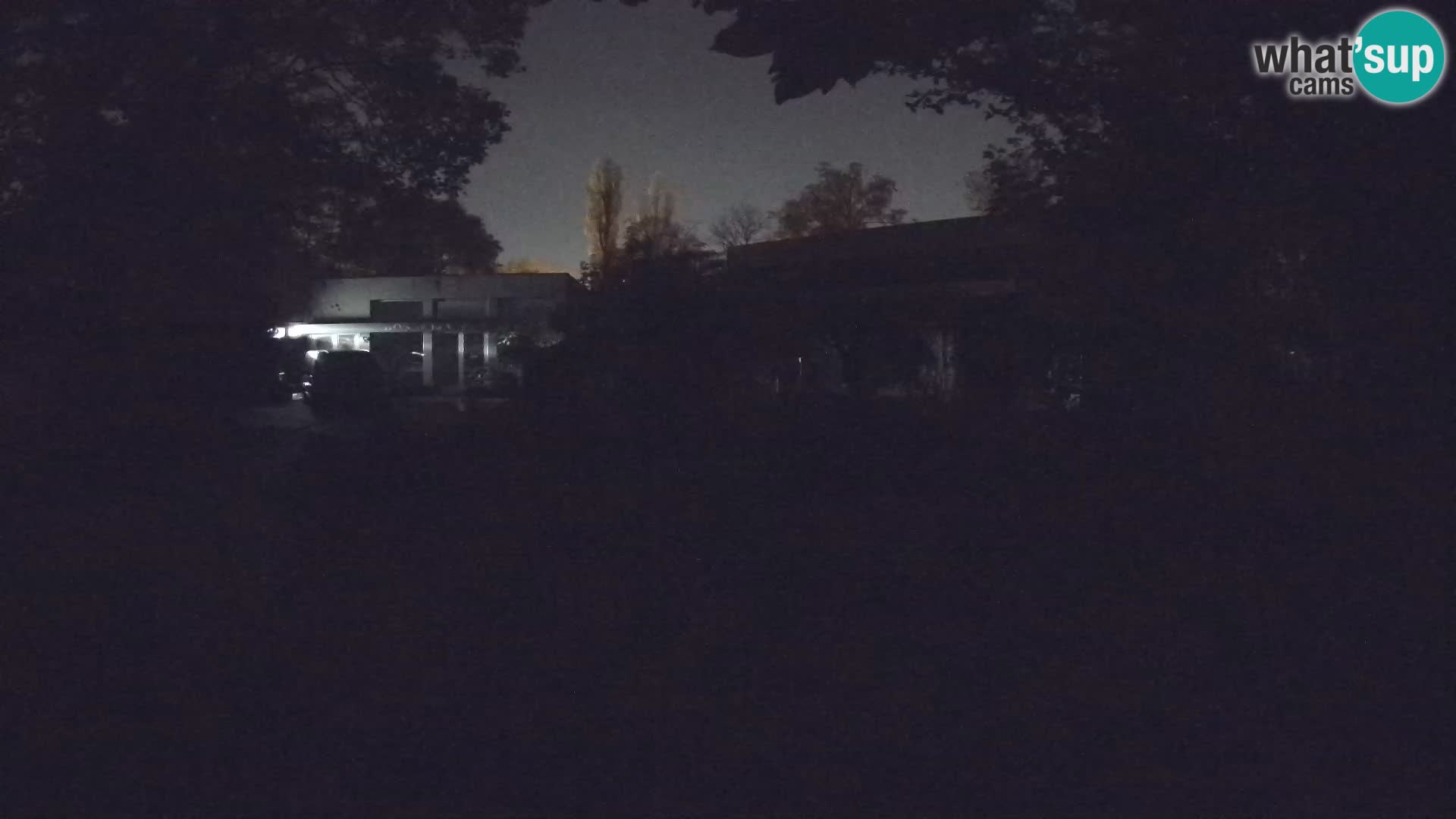 Zoo Zagreb – Suricata