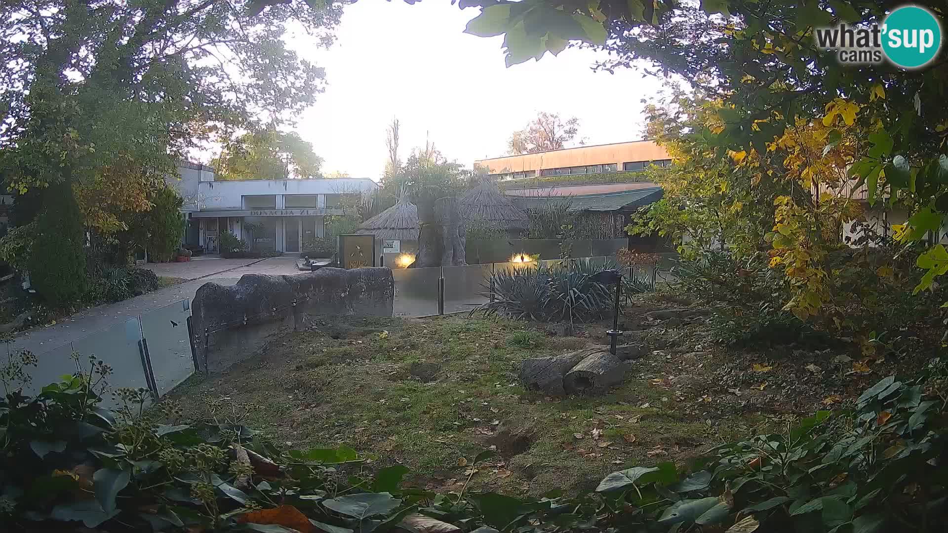 Zoo Zagreb – Suricata