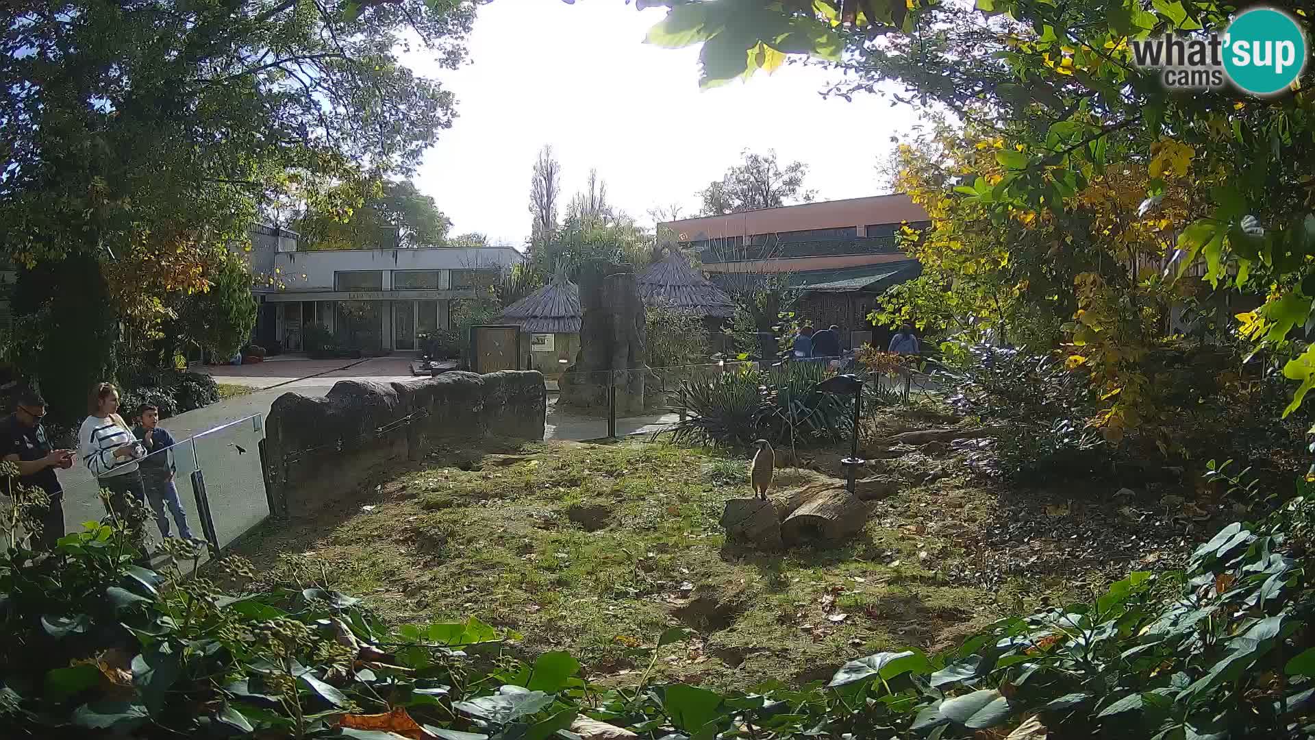 Zoo Zagreb – Erdmännchen