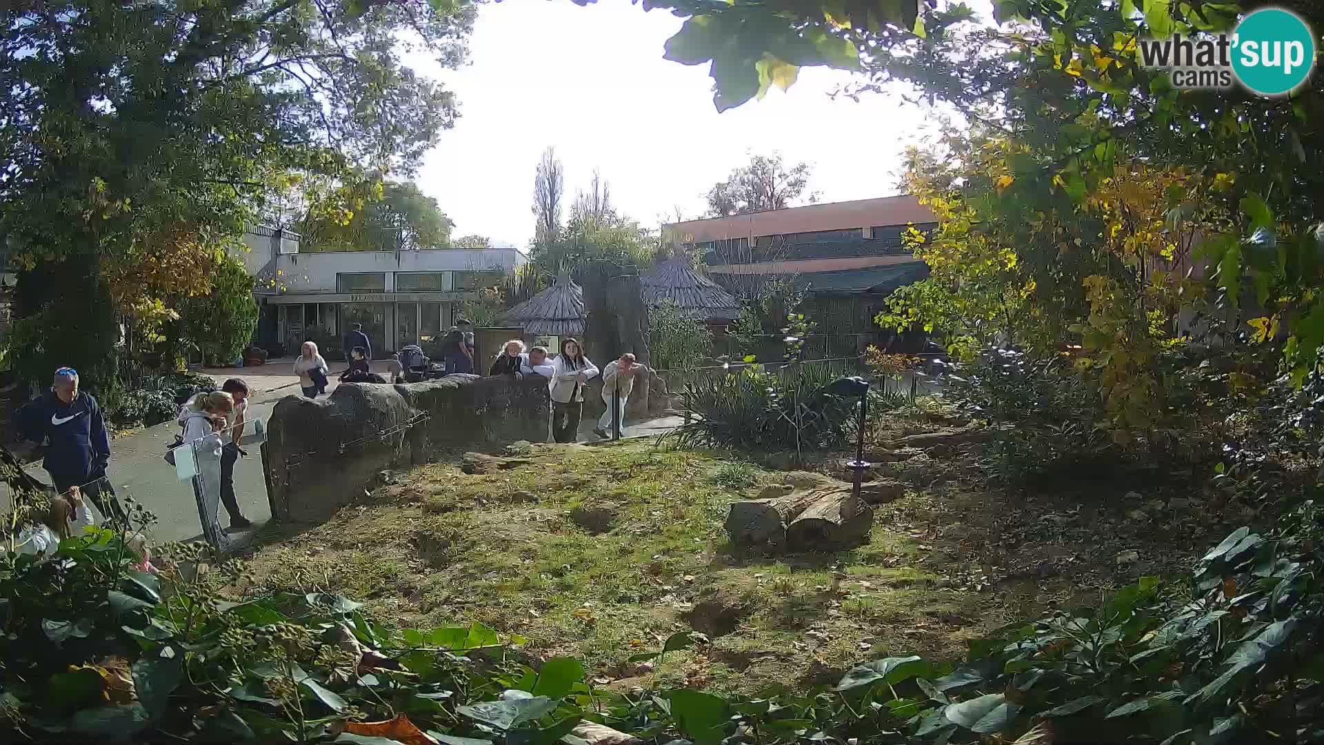 Zoo Zagreb – Suricata